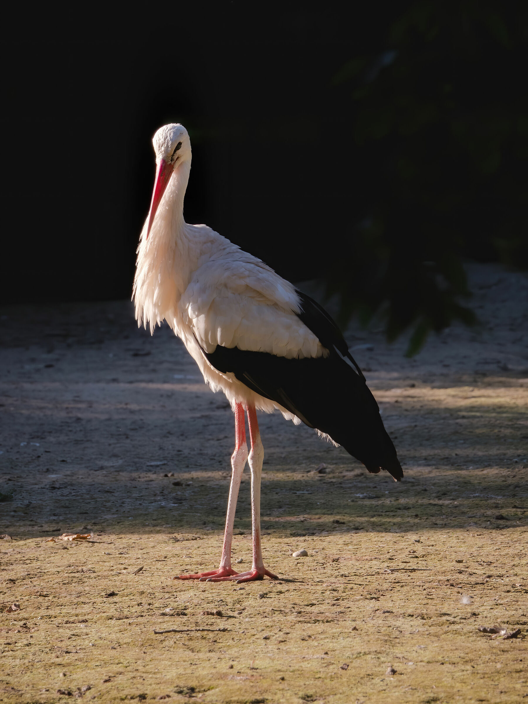 Cicogna di Racconigi
