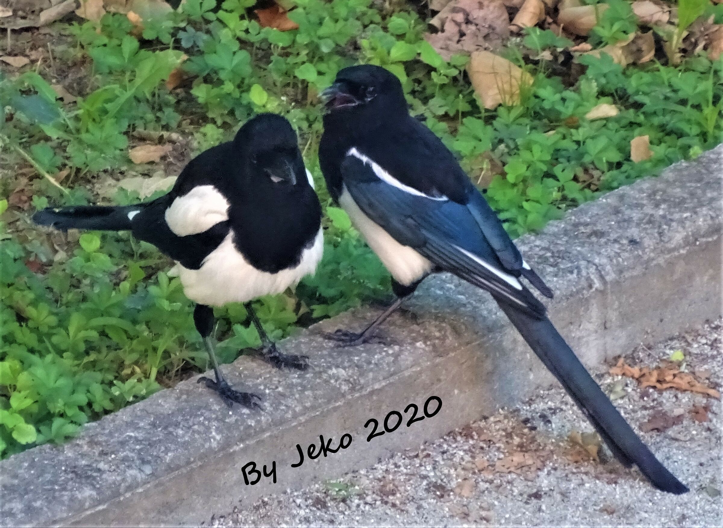 4 magpies call...