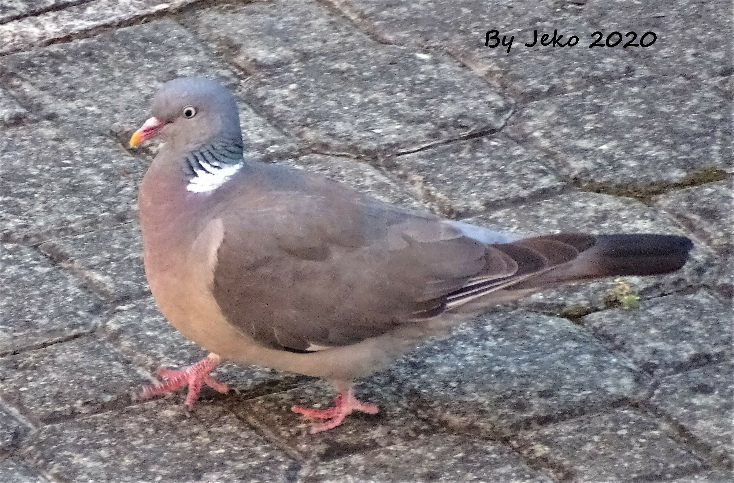 walking around the gardens.