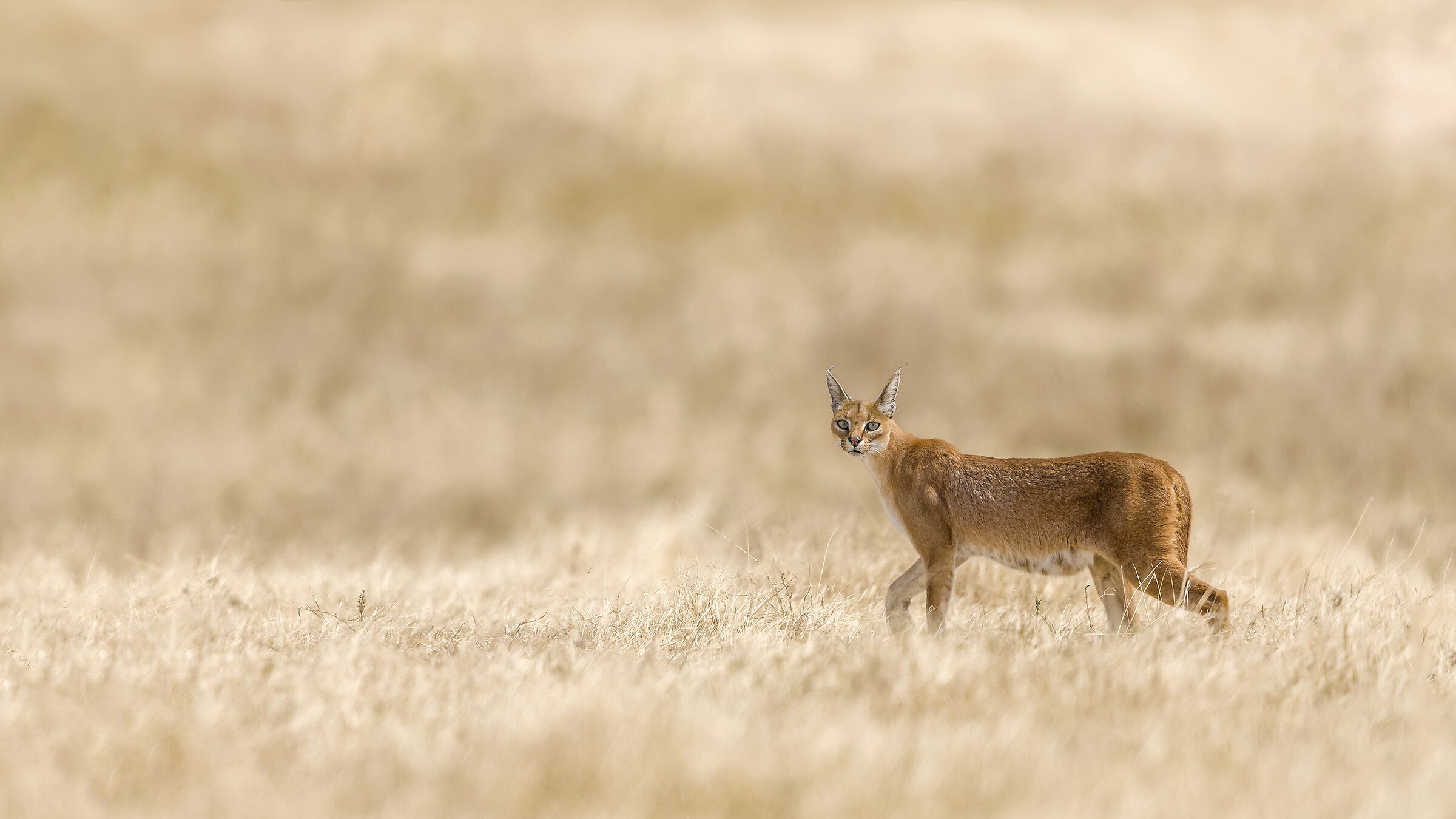Caracal, Ngorongoro.