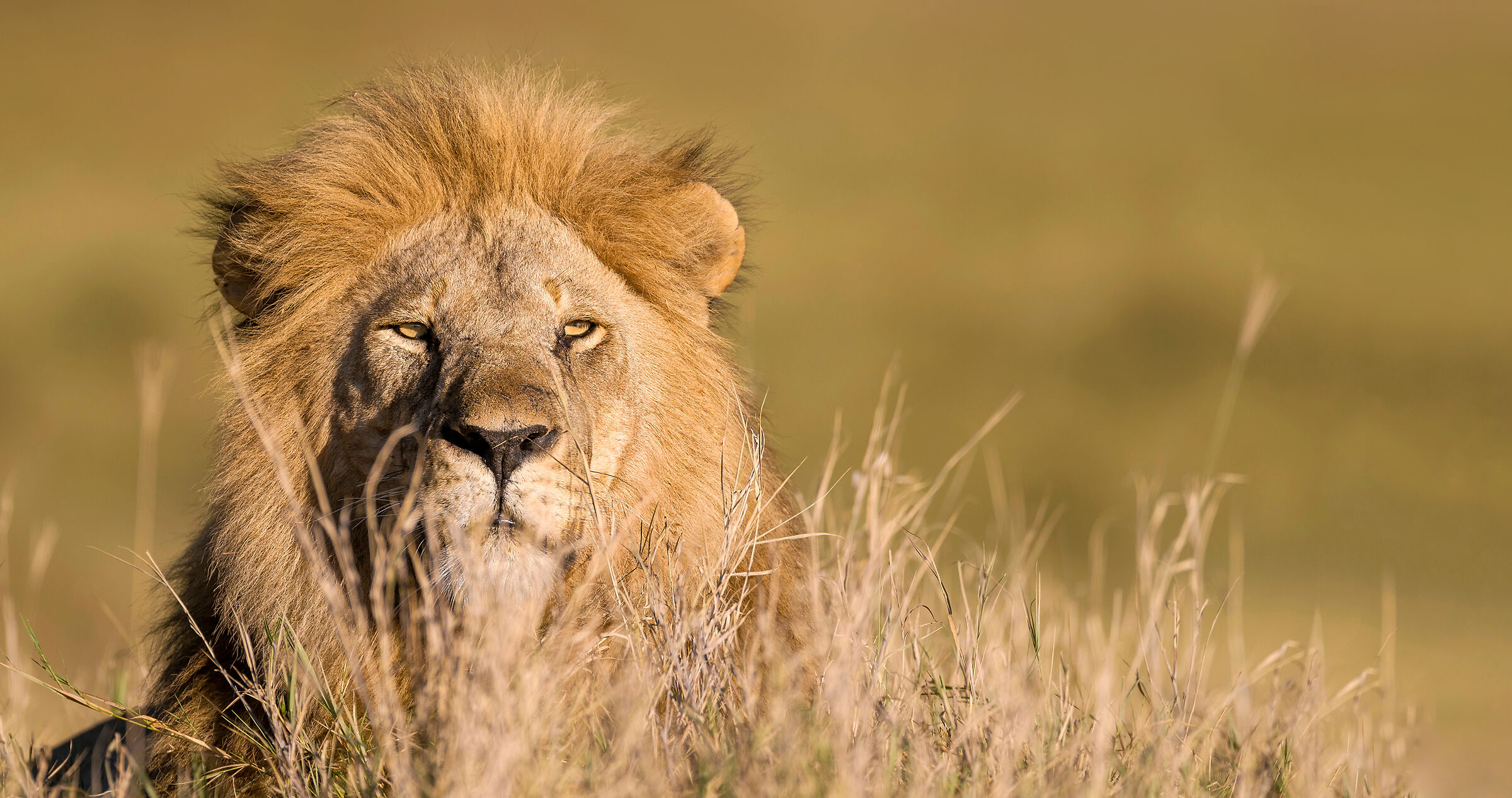 Lion, Serengeti.
