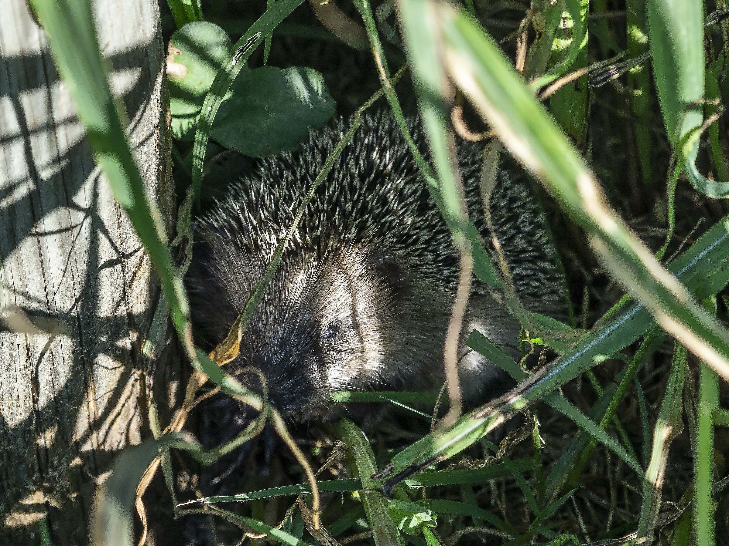 Riccio seminascosto dalla vegetazione