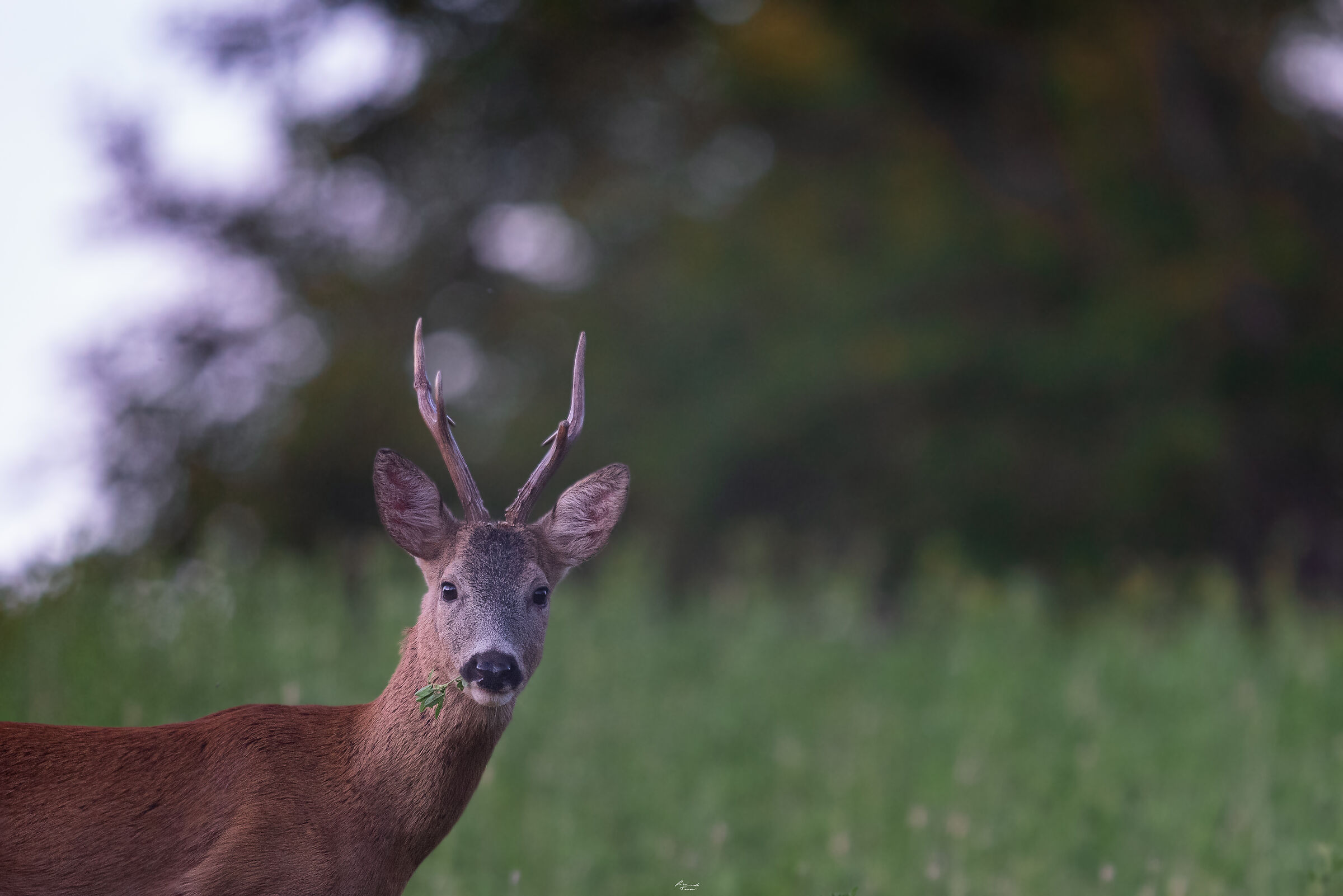 Roe deer