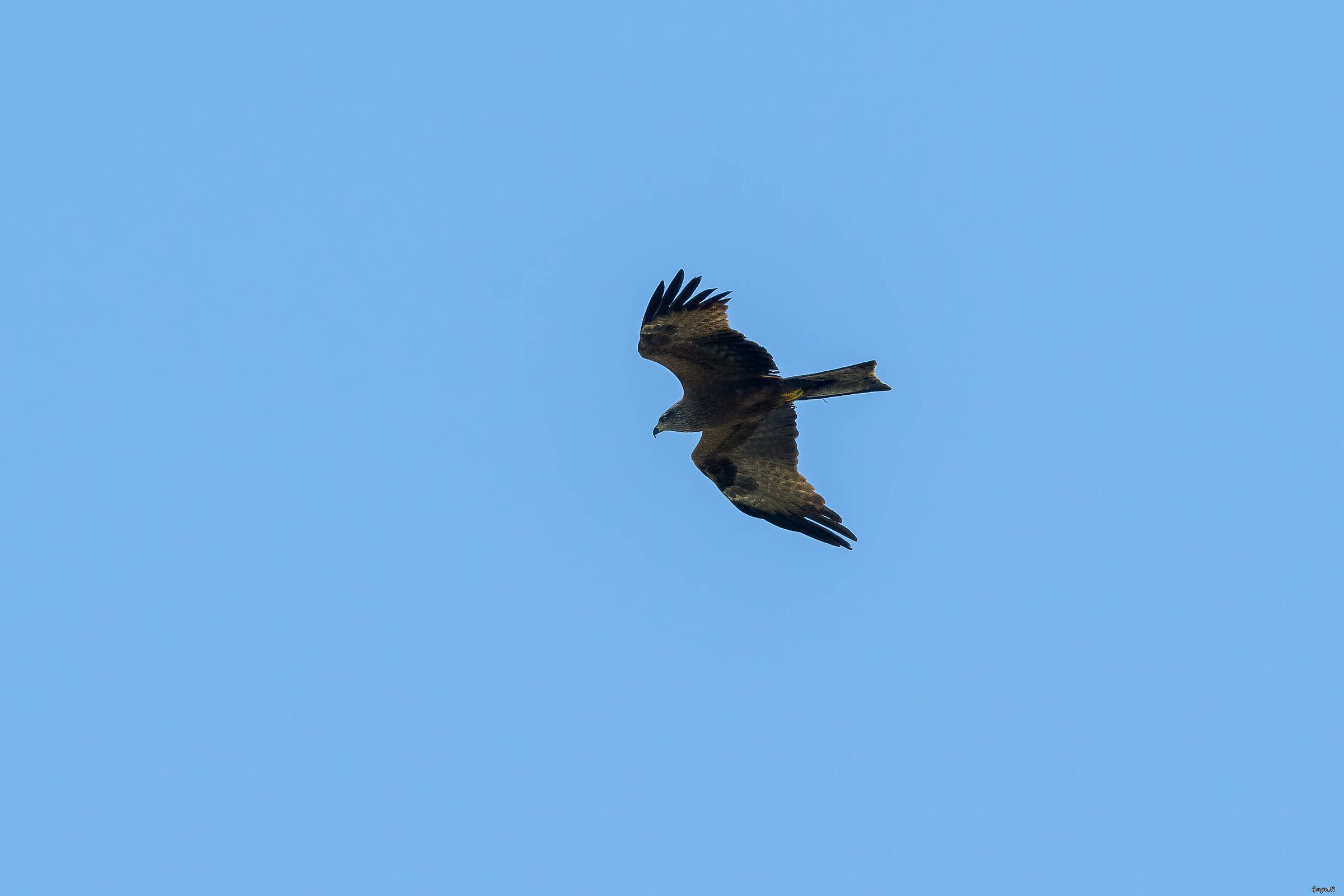 Brown kite