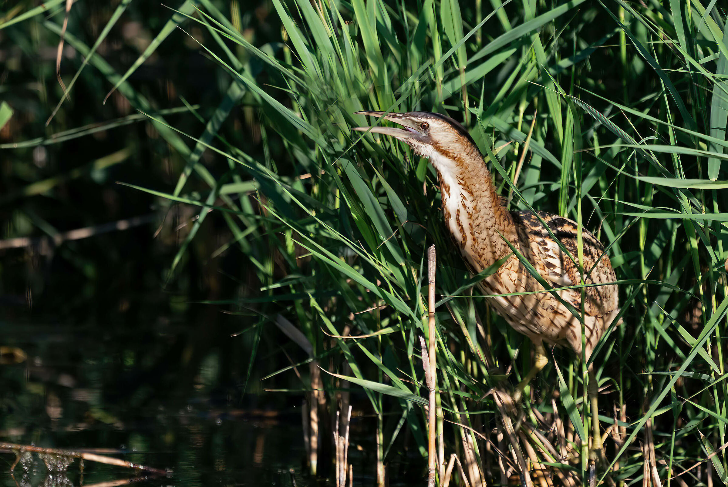 Bittern