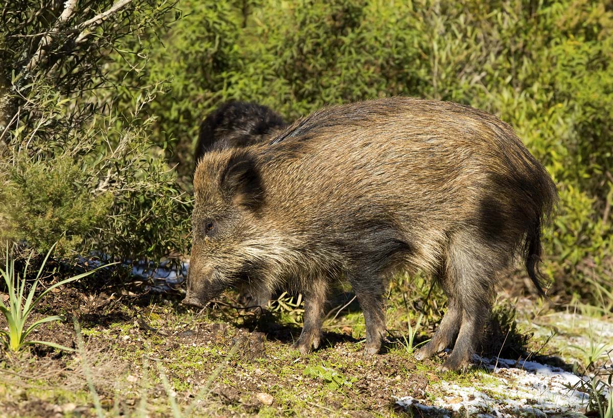 cinghialetto/a sardo