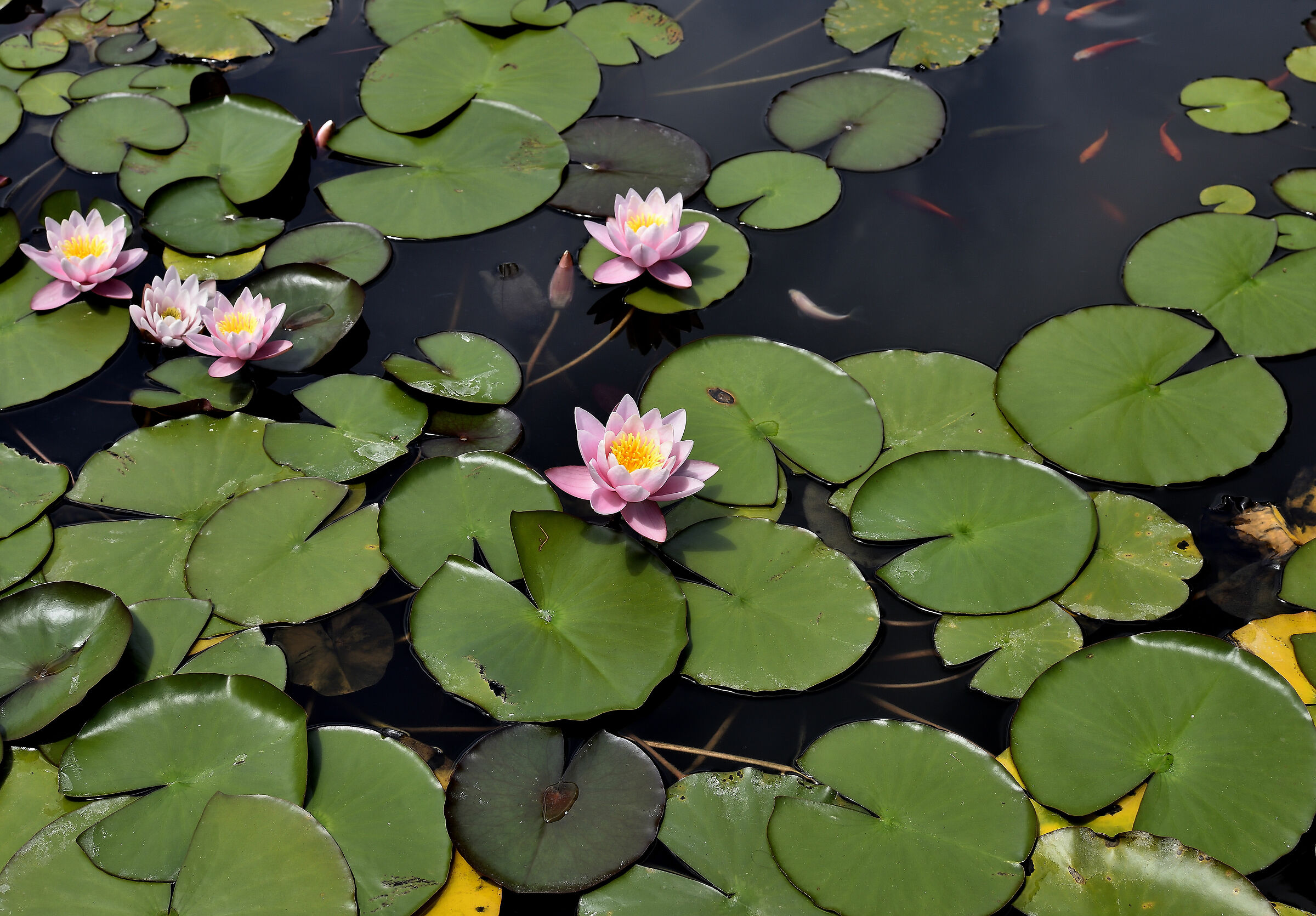 Water lilies