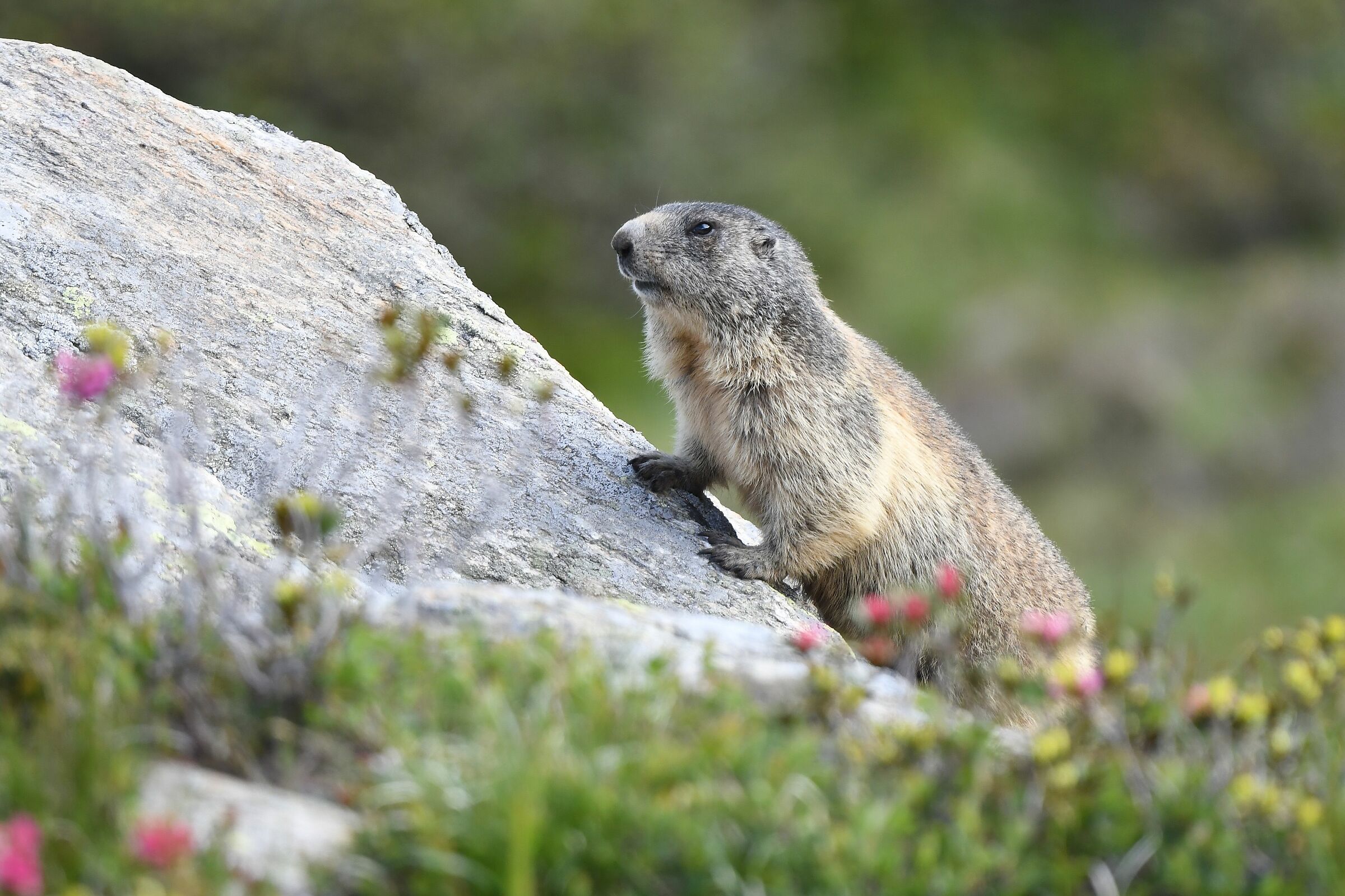 marmotta