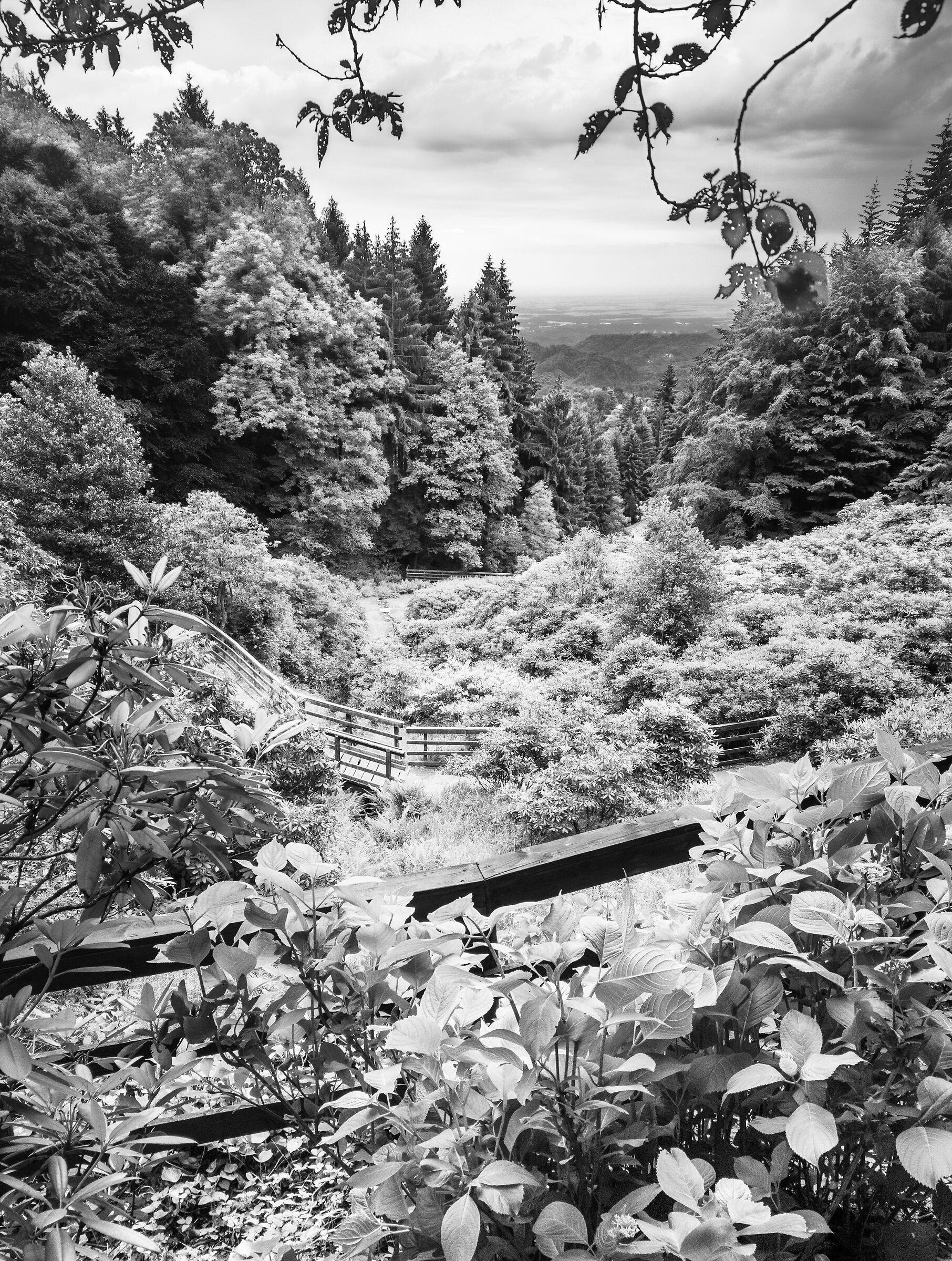 Conca dei rododendri