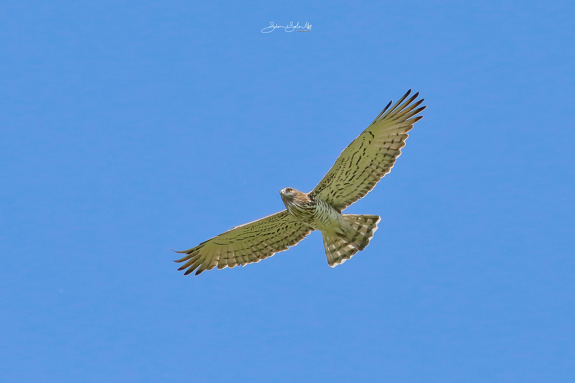 Overflight (Circaetus gallicus, Gmelin, 1788)