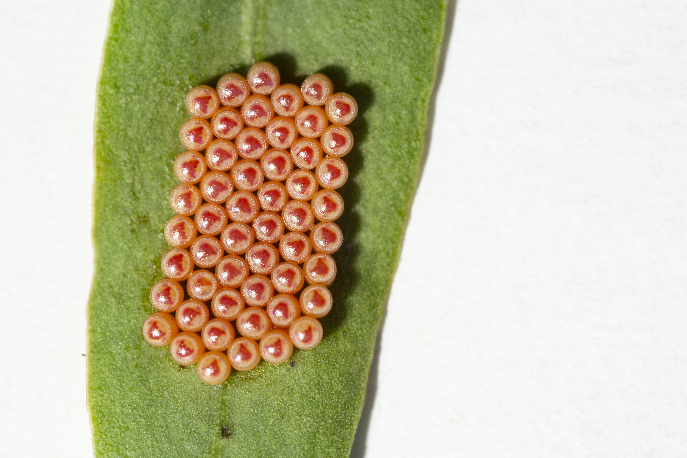 Sushi? Mhh... maybe this time I pass...