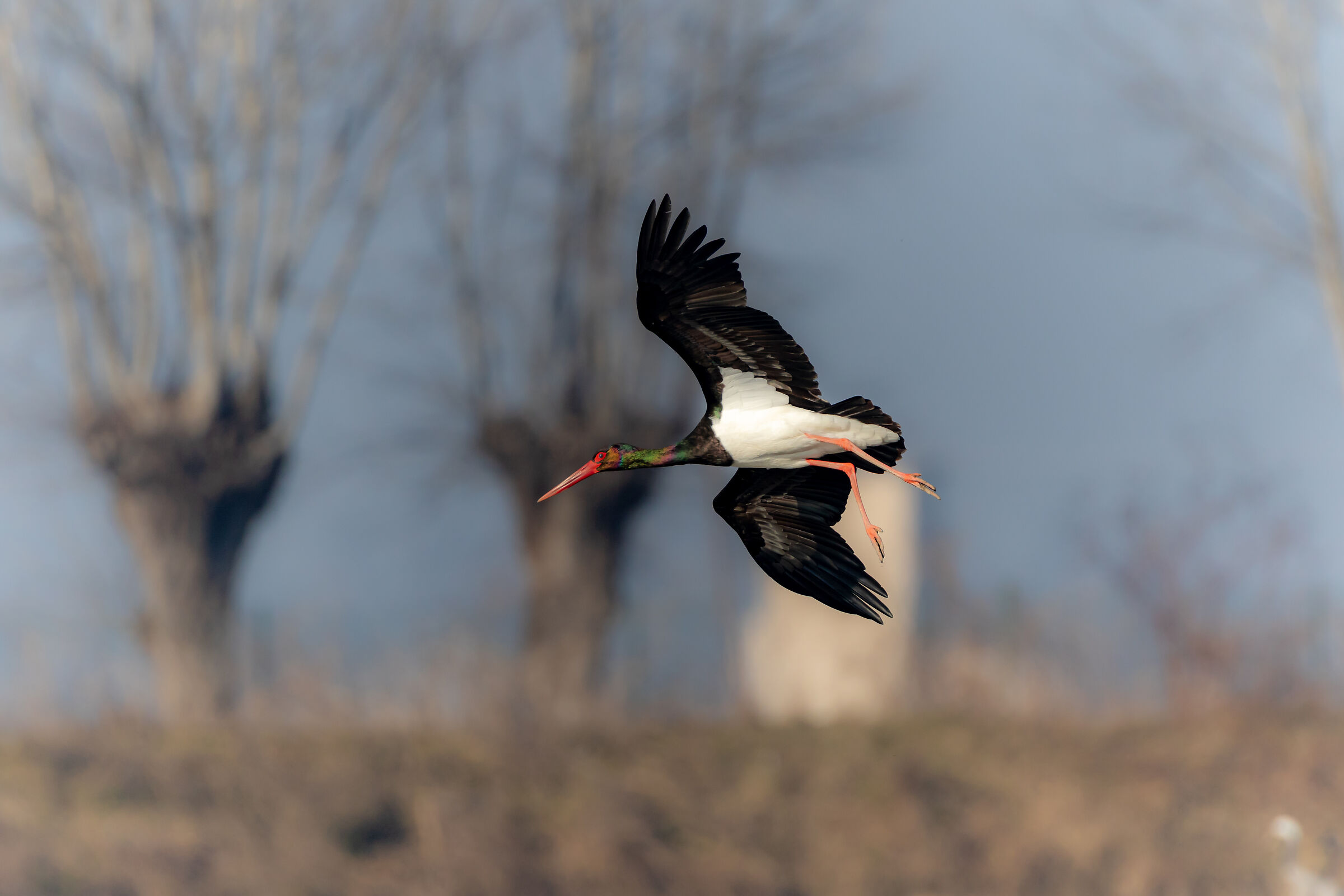 Black Stork
