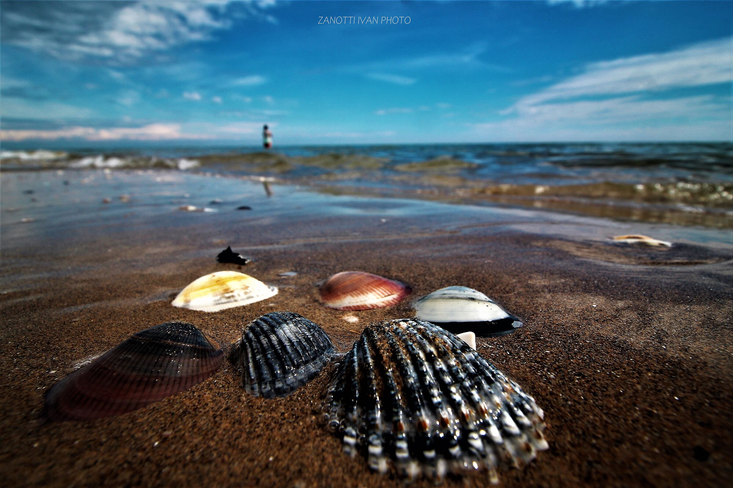 Shells