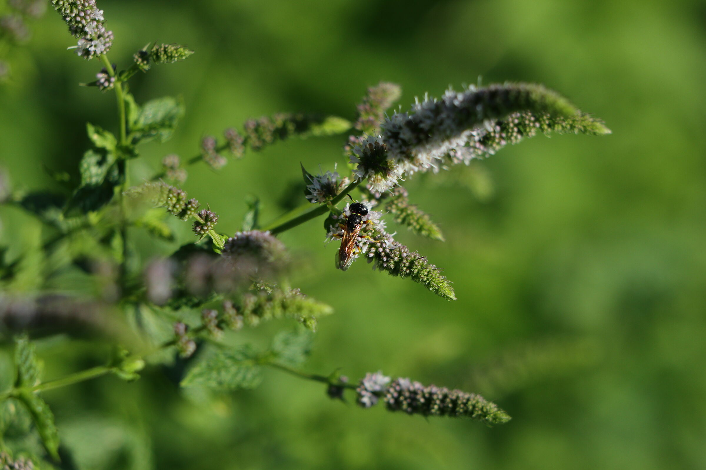Piccoli fiori di insetto nad di menta