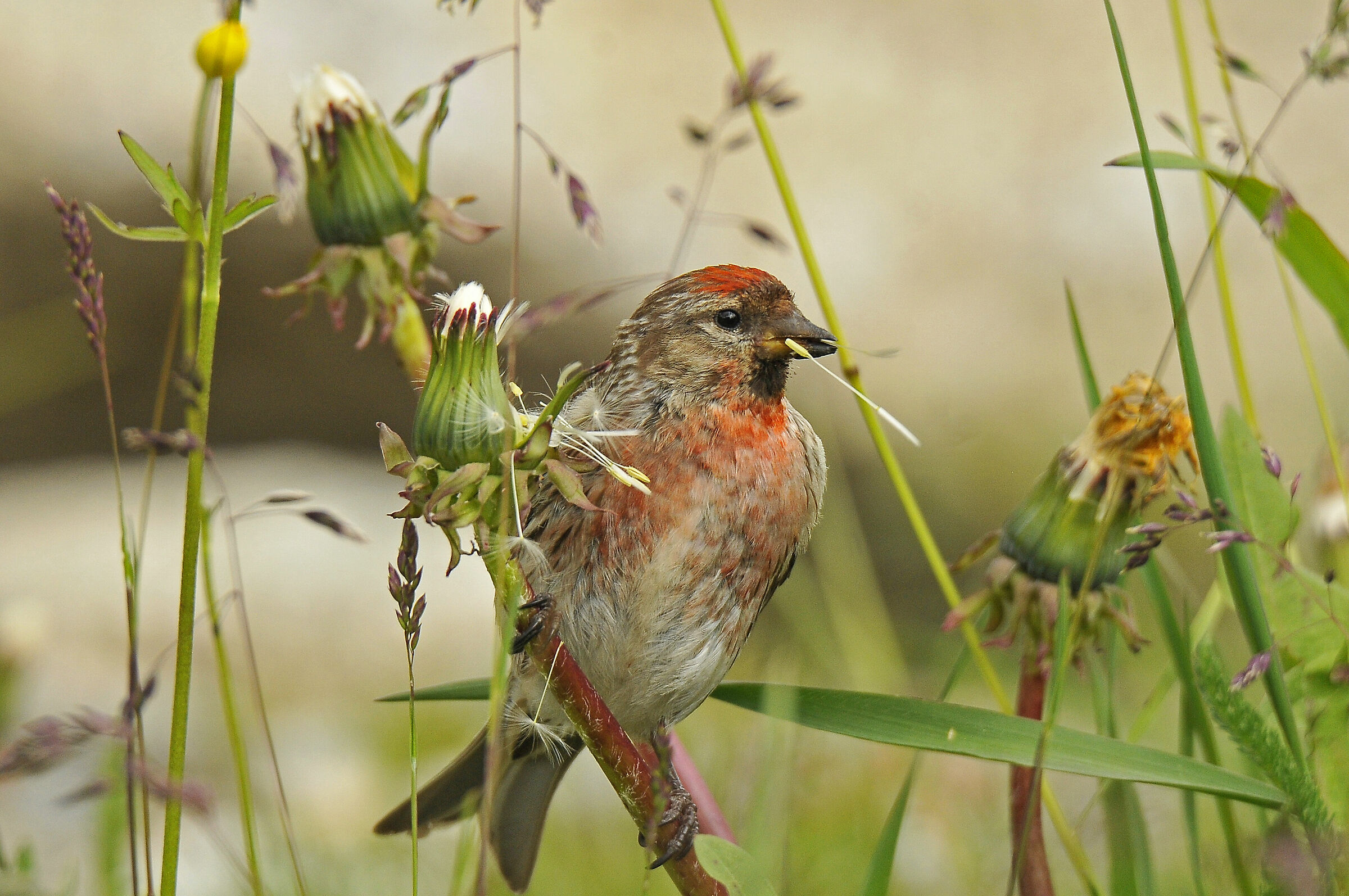 Organetto (Redpoll)