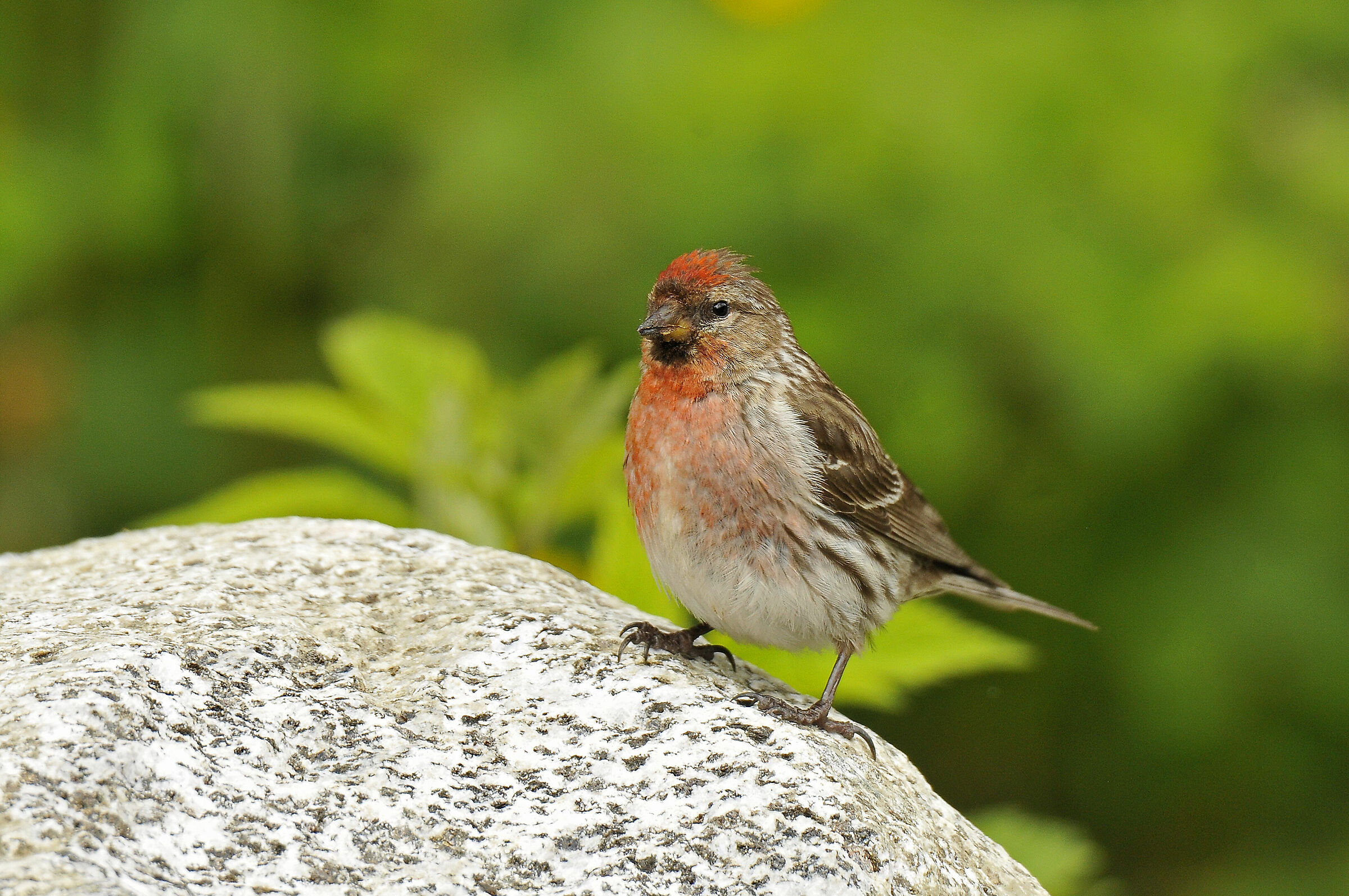 Organetto (Redpoll)