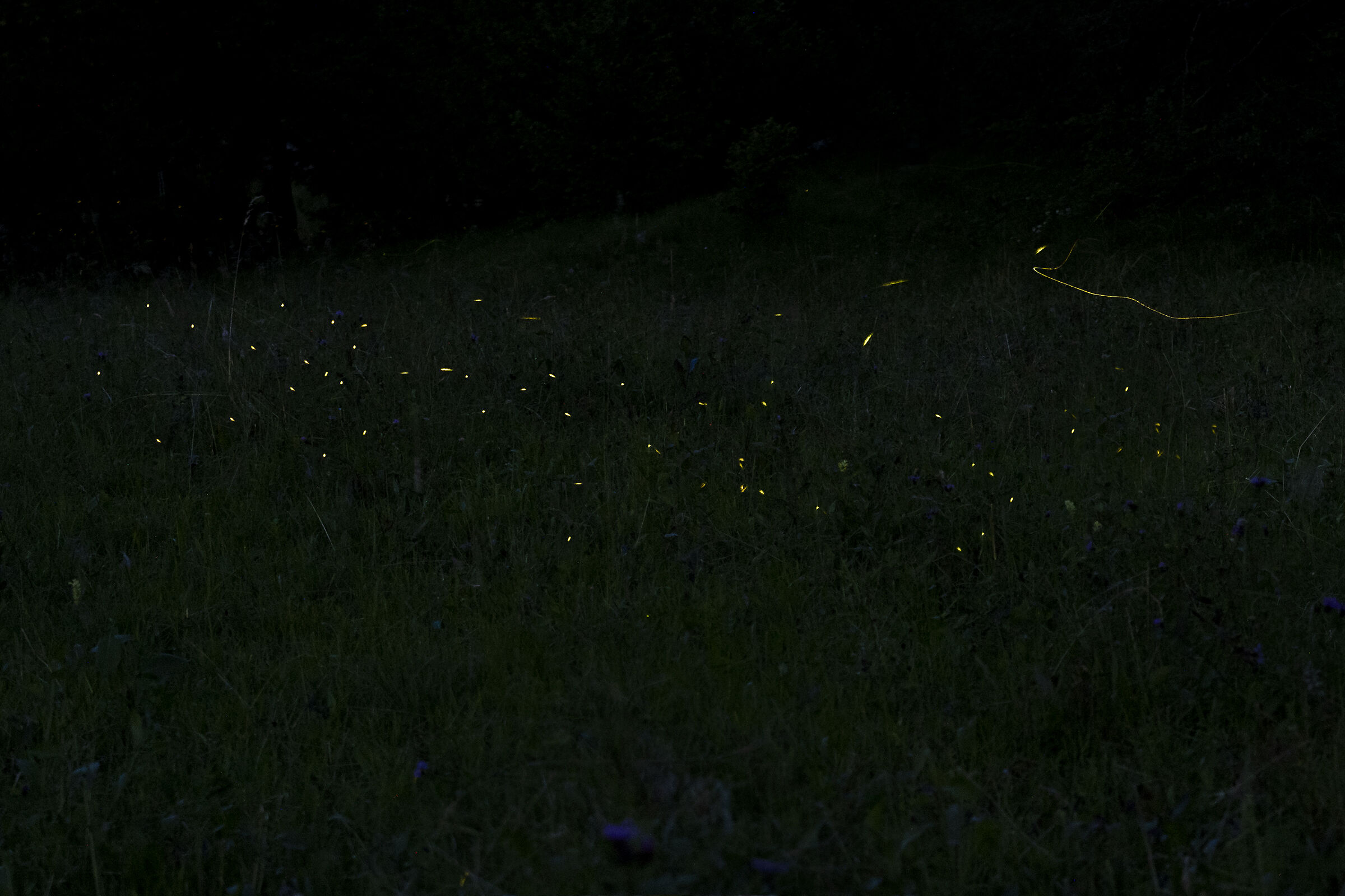 Piccole lucine danzanti