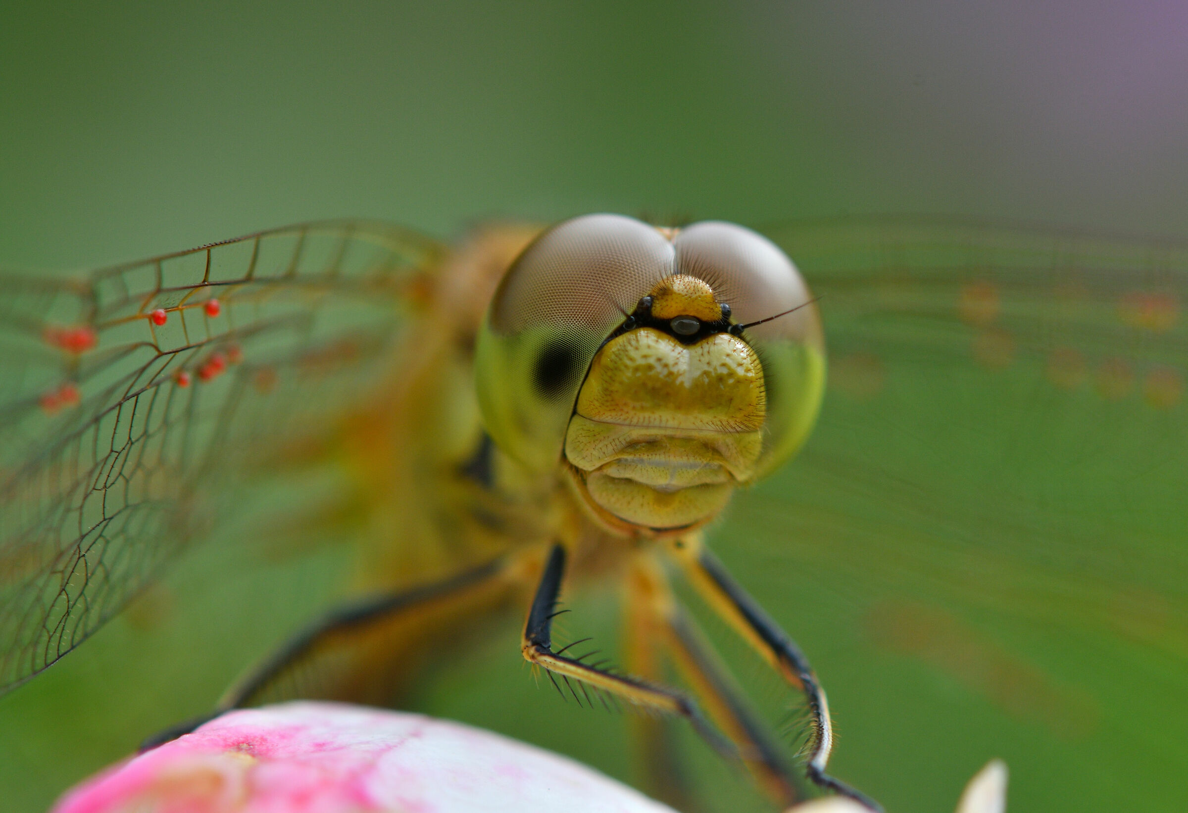 guardami negli occhi...