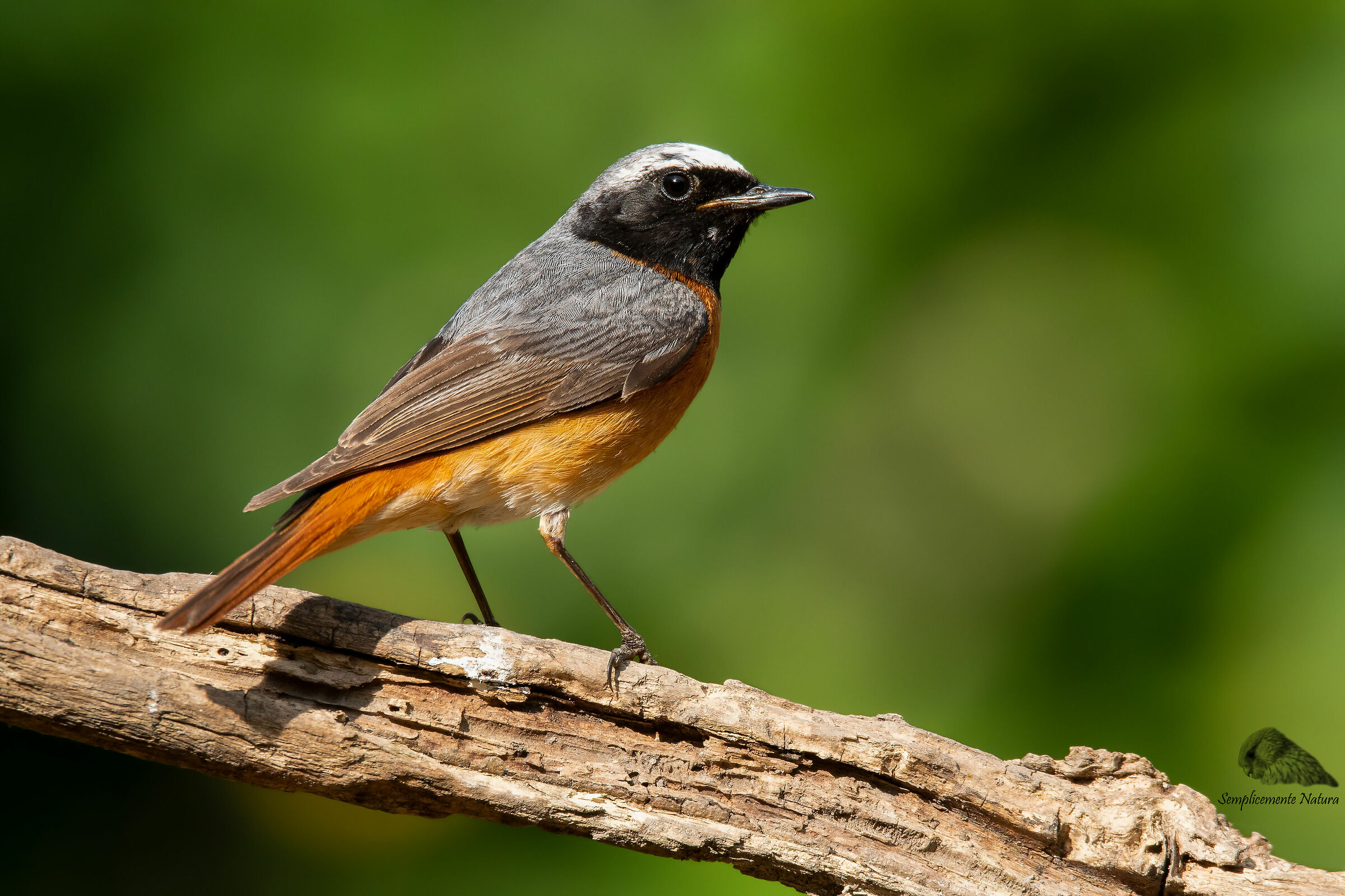 Codirosso ((Phoenicurus phoenicurus)