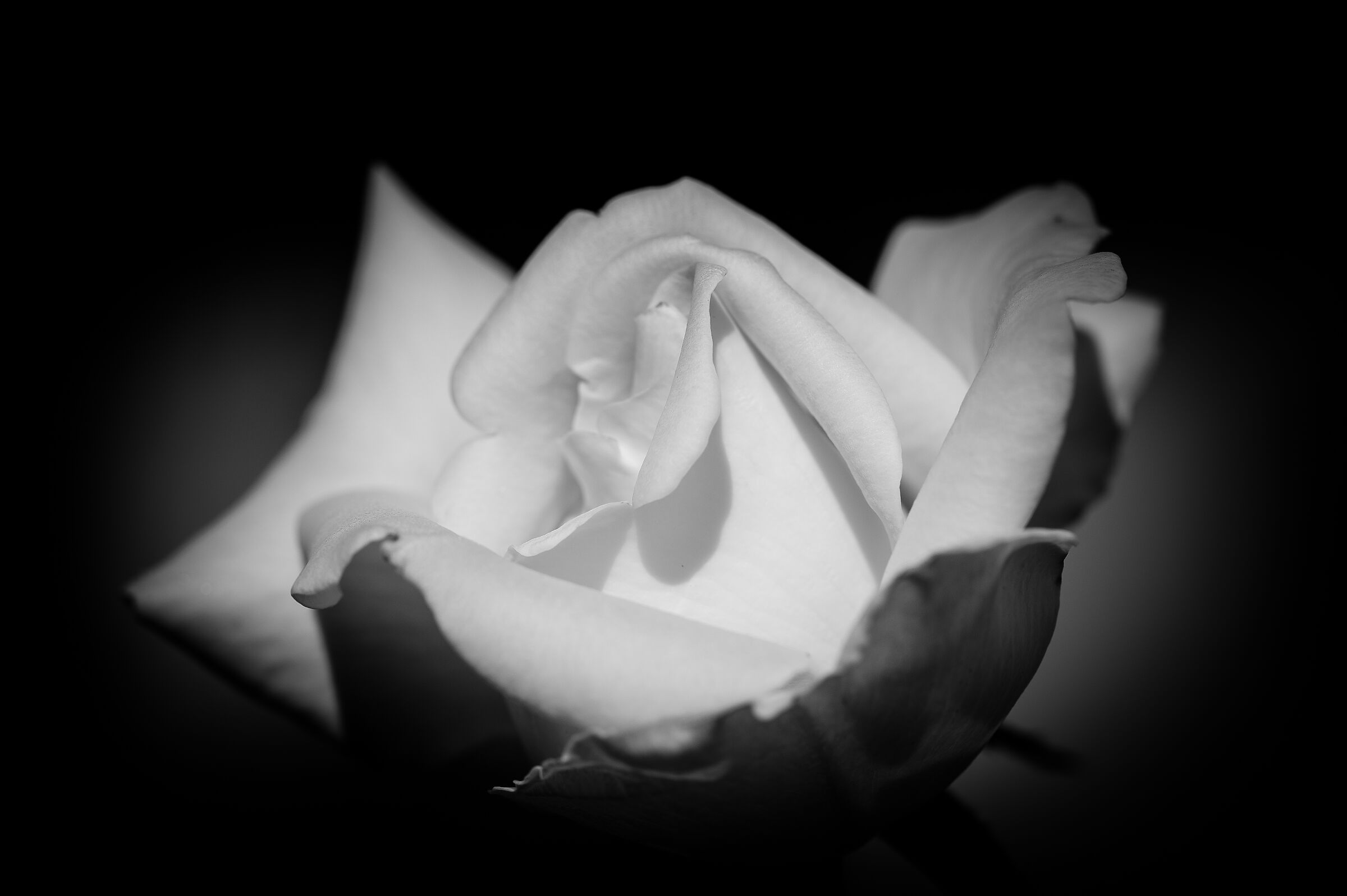 White Rose