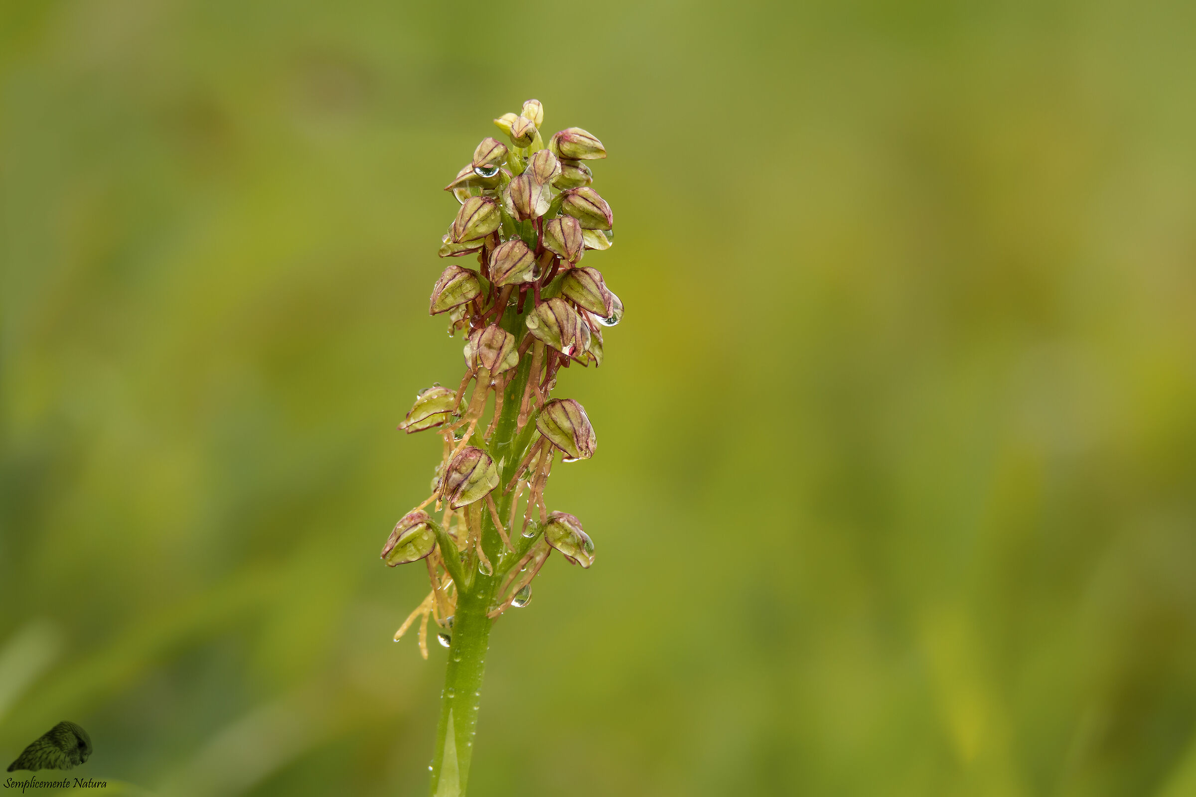 Ballerina (Orchis anthropophora)