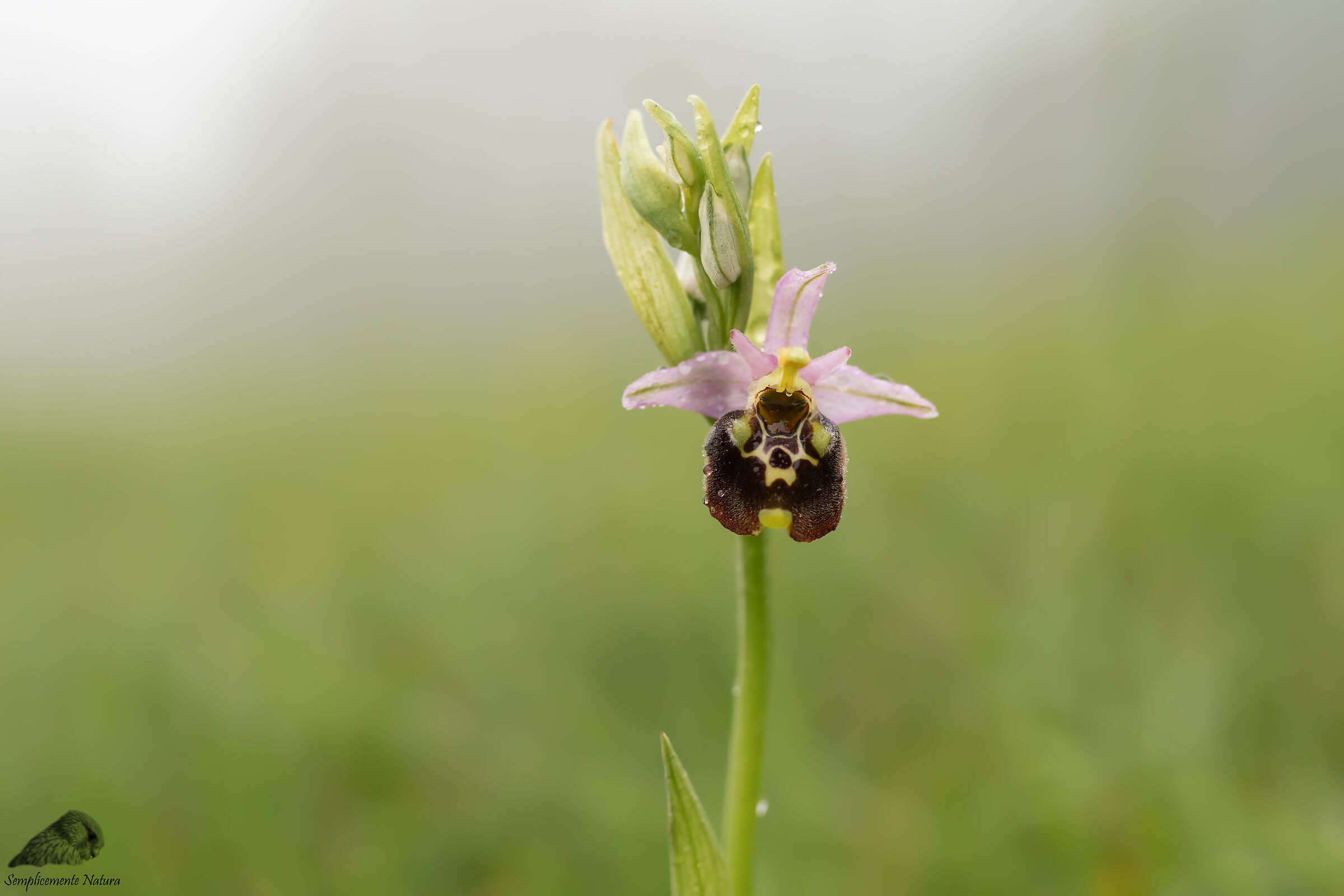 Fior Bombo (Ophrys holosericea)