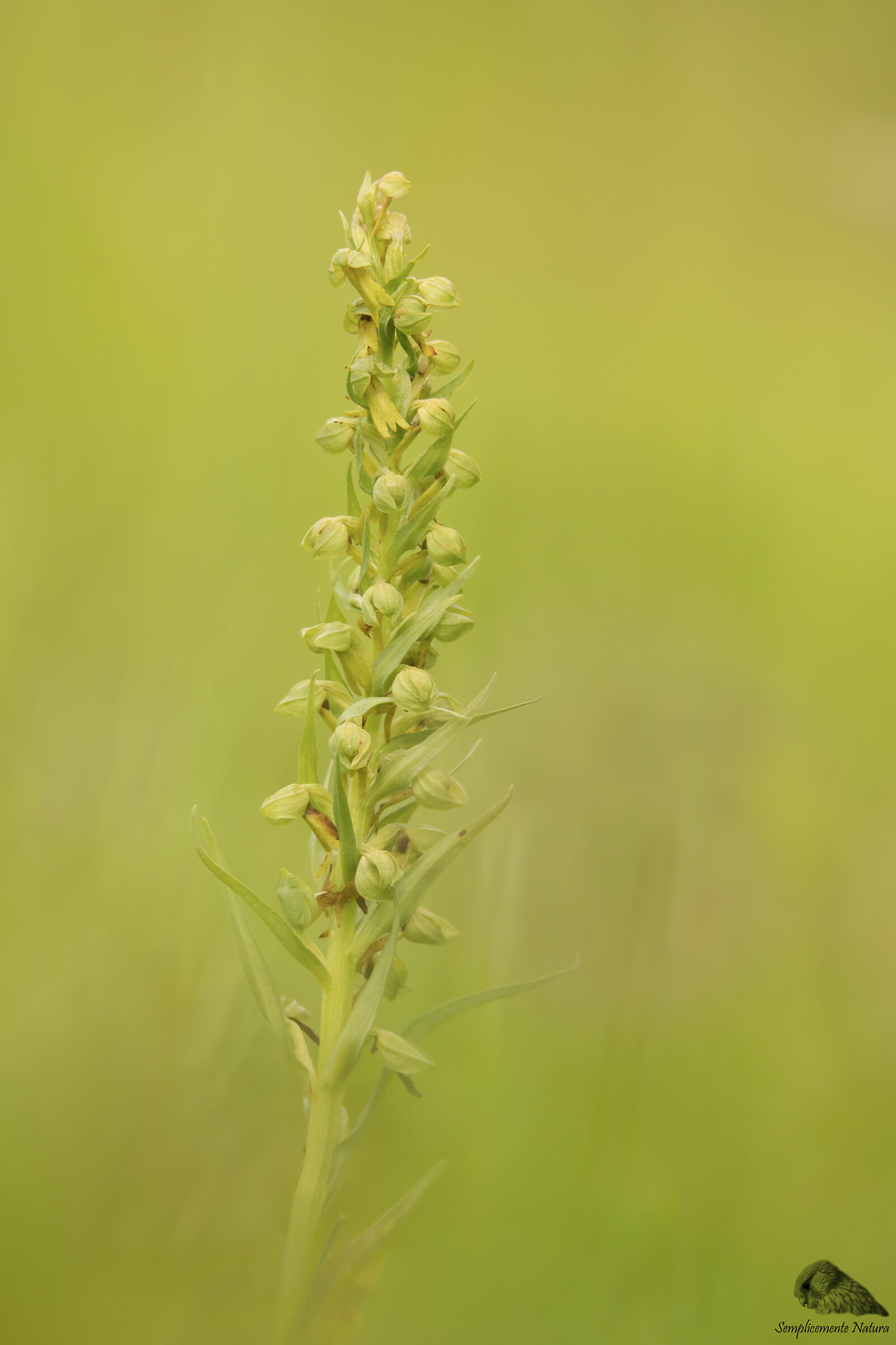 Celoglosso (Dactylorhiza viridis)