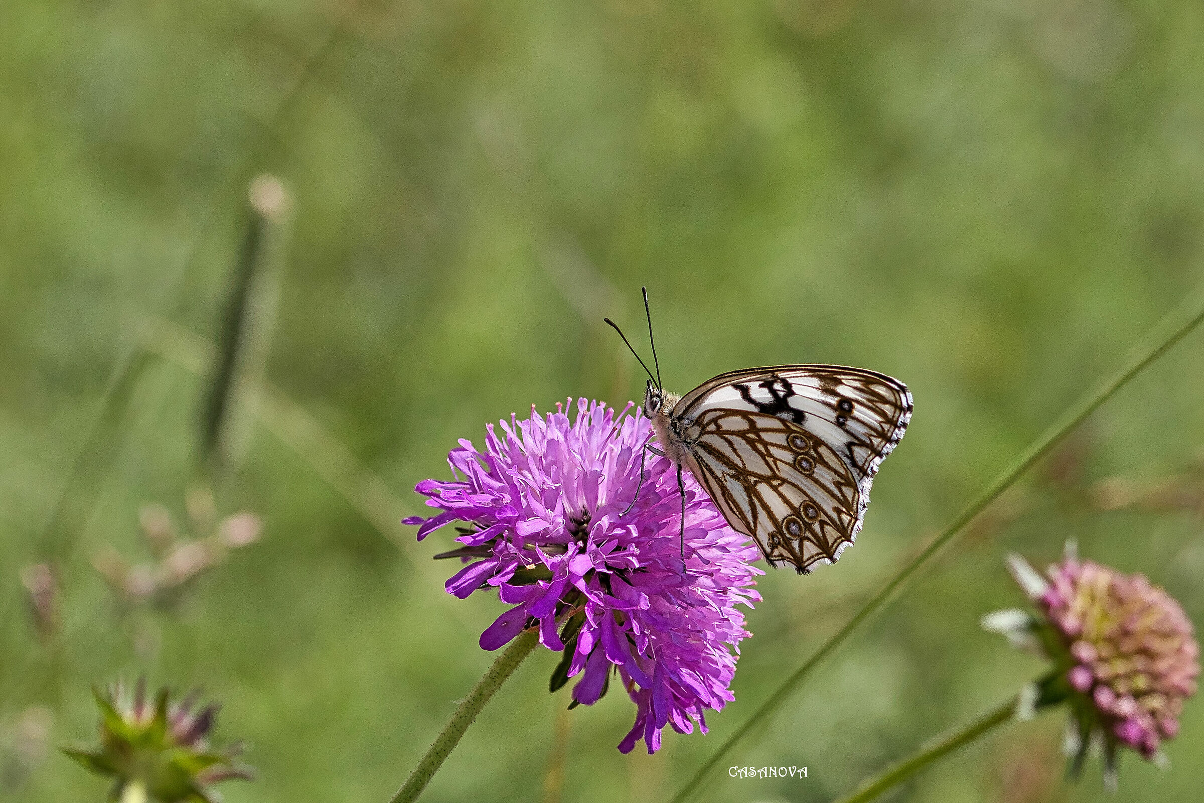 Melanargia occitanica