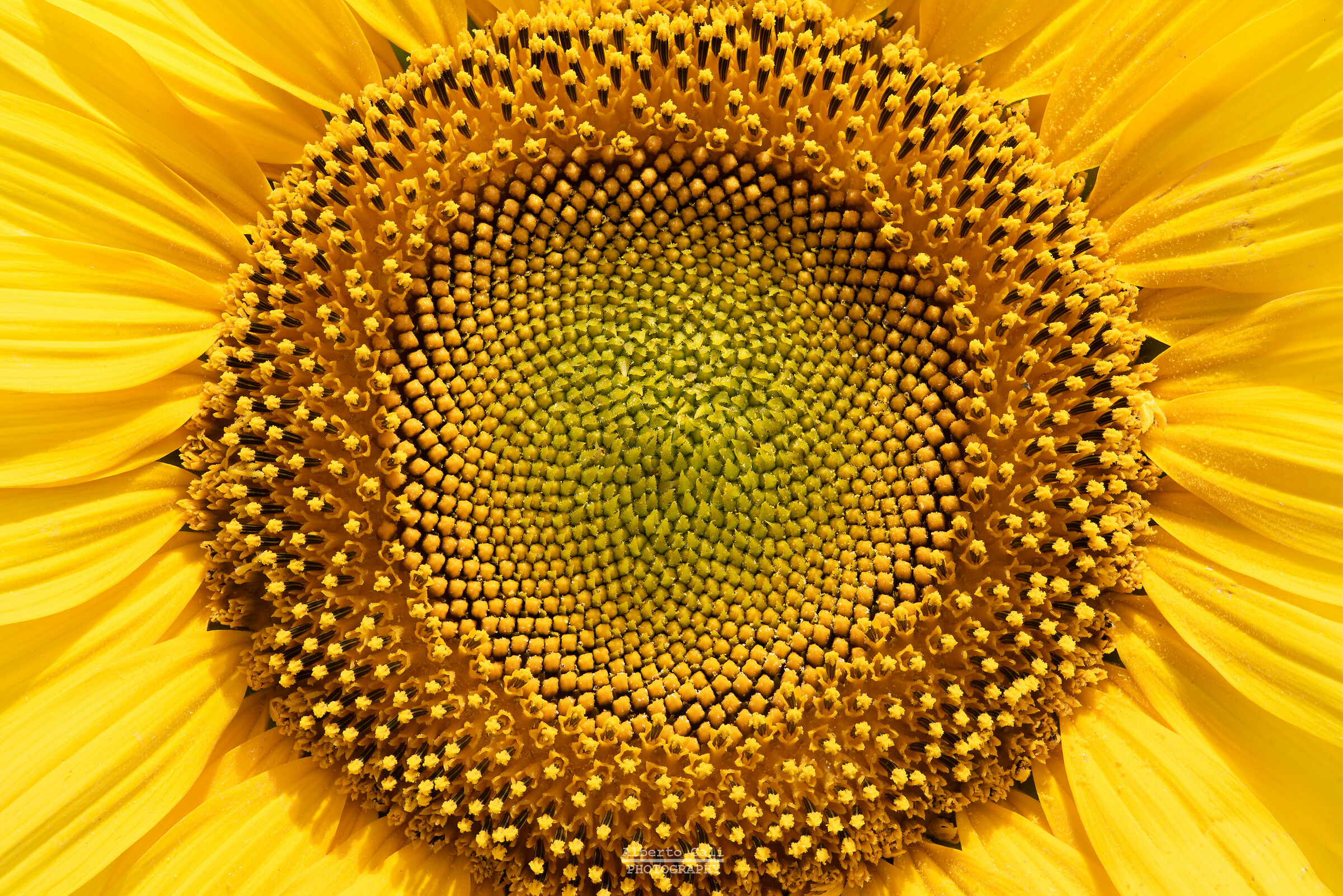 Particolare di Girasole
