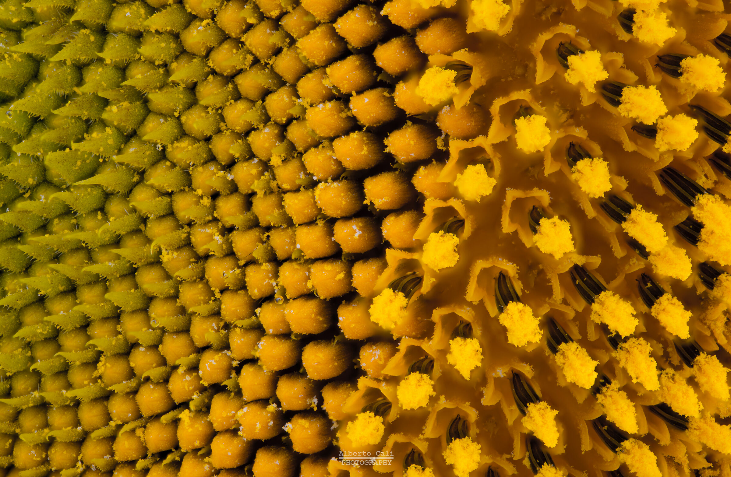 Particolare di Girasole