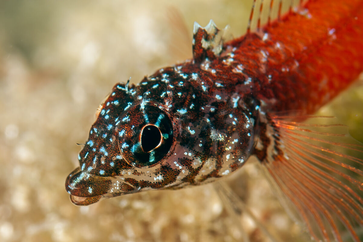 Tripterygion melanurus