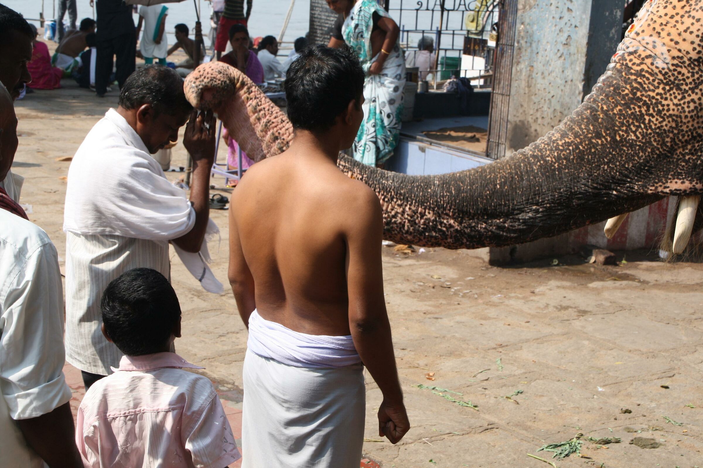 The Elephant's Blessing