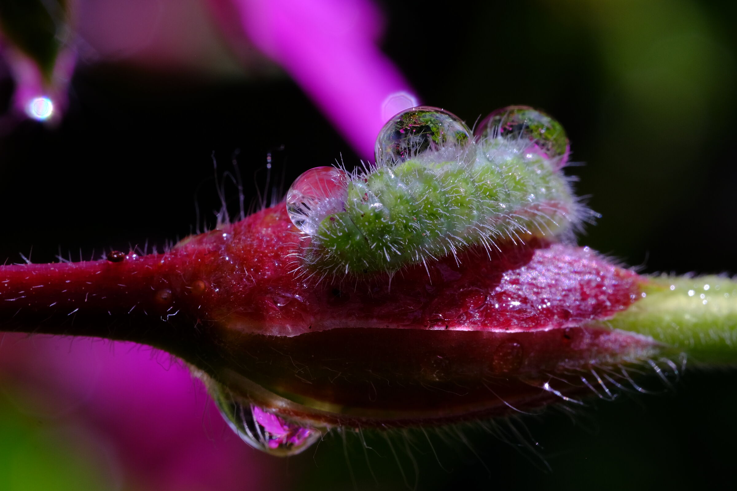 bruchetto dopo temporale