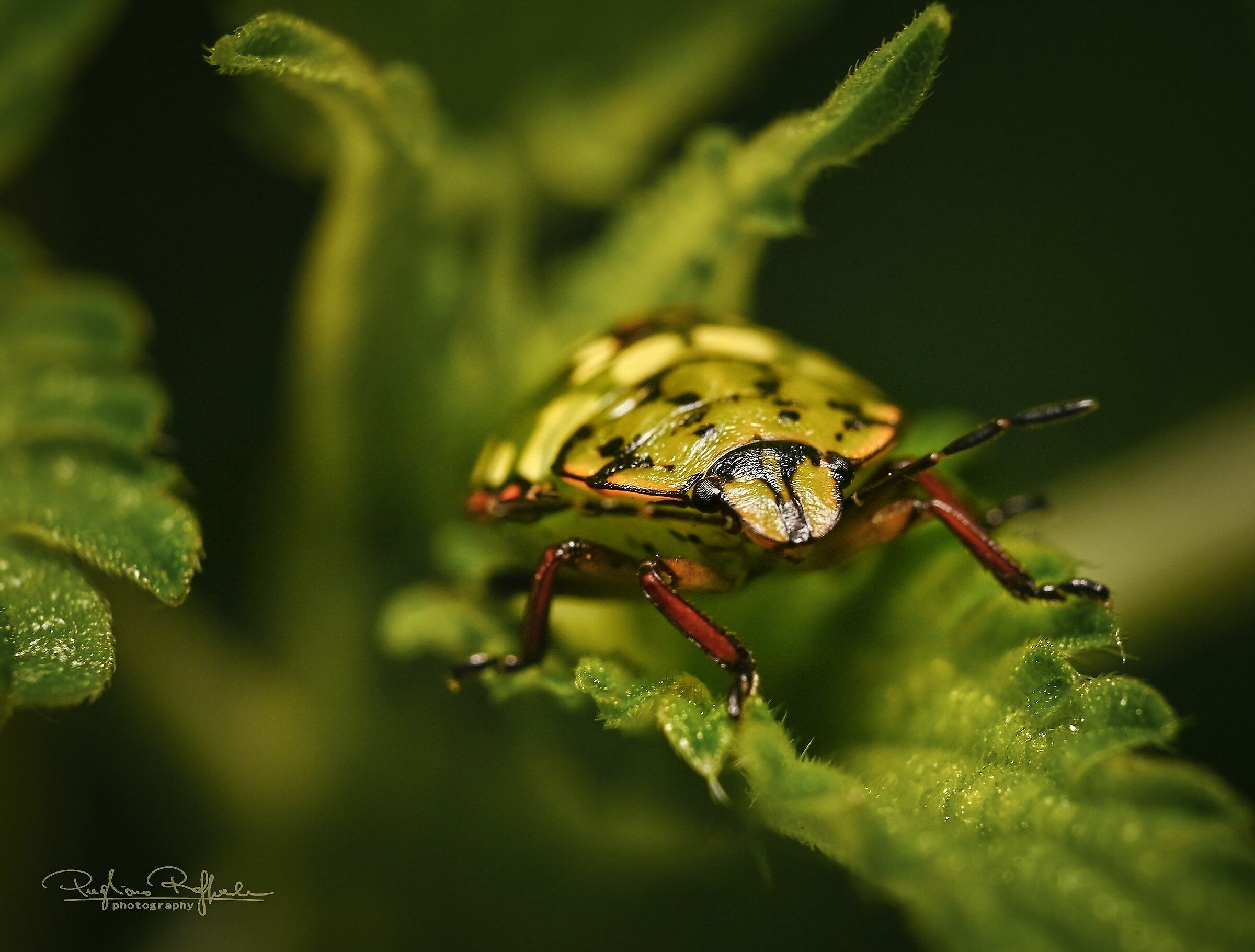 Nezara viridula - cimice verde