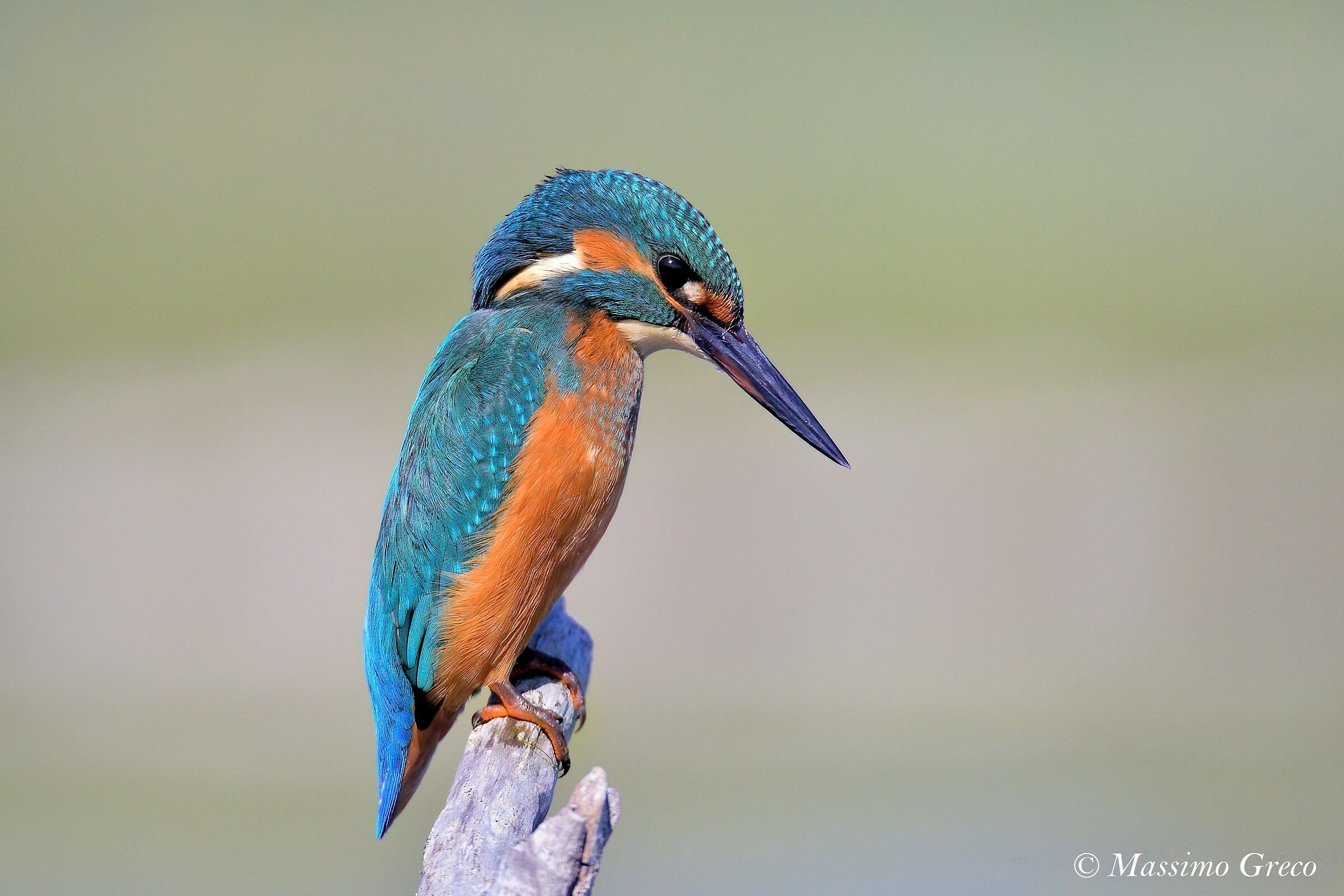 Kingfisher
