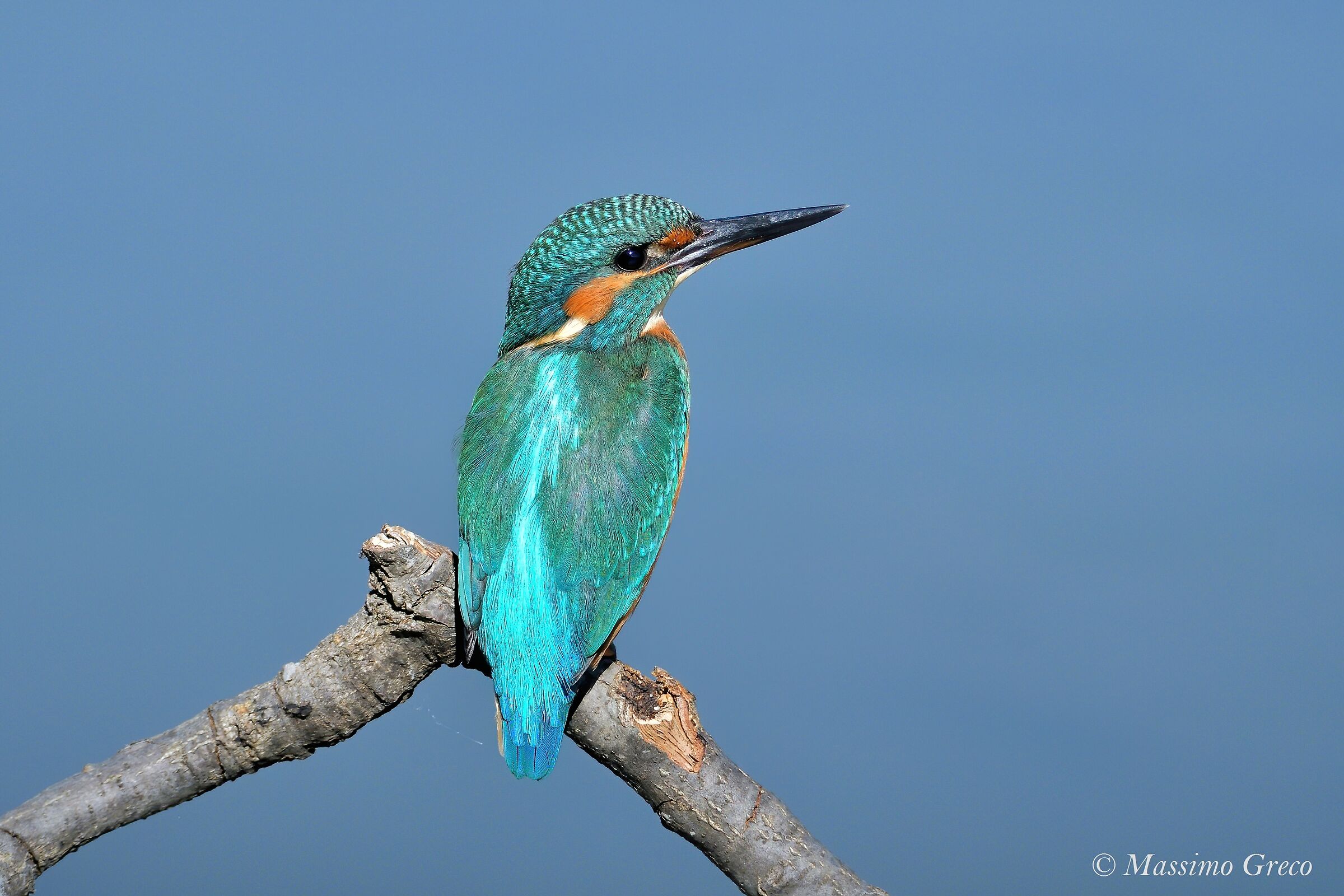 Kingfisher