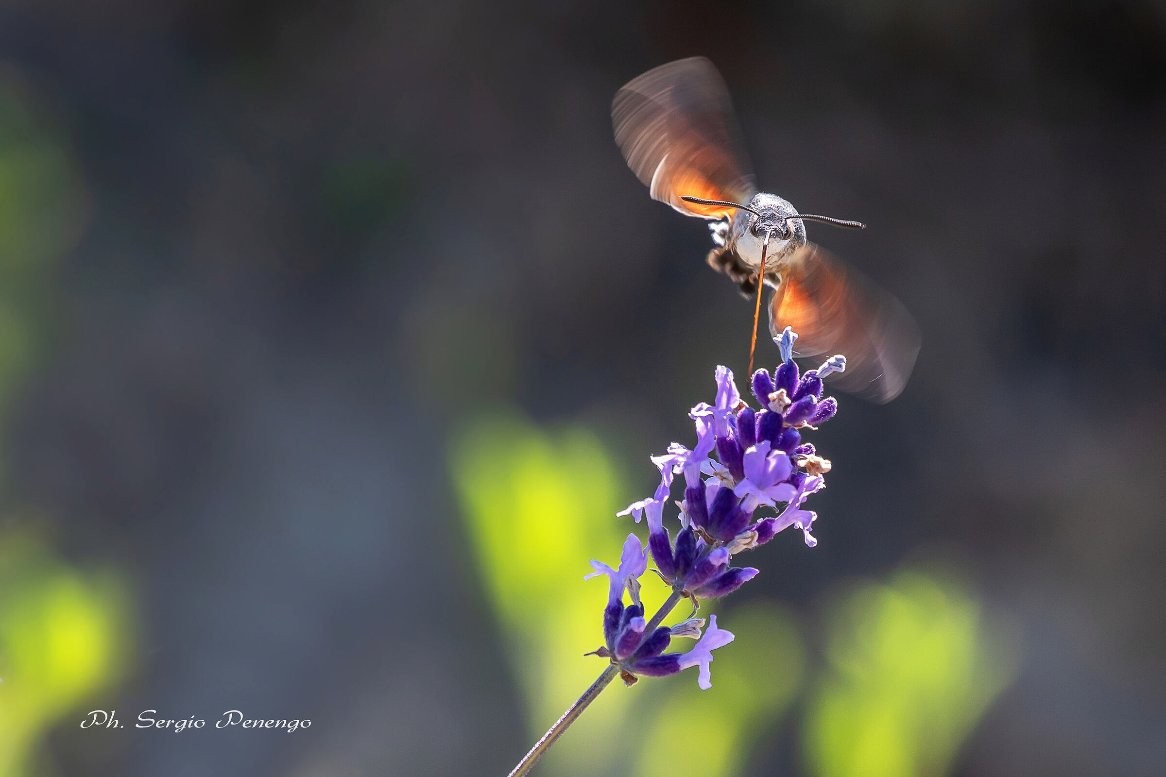 Macroglossa Stellatarum in azione