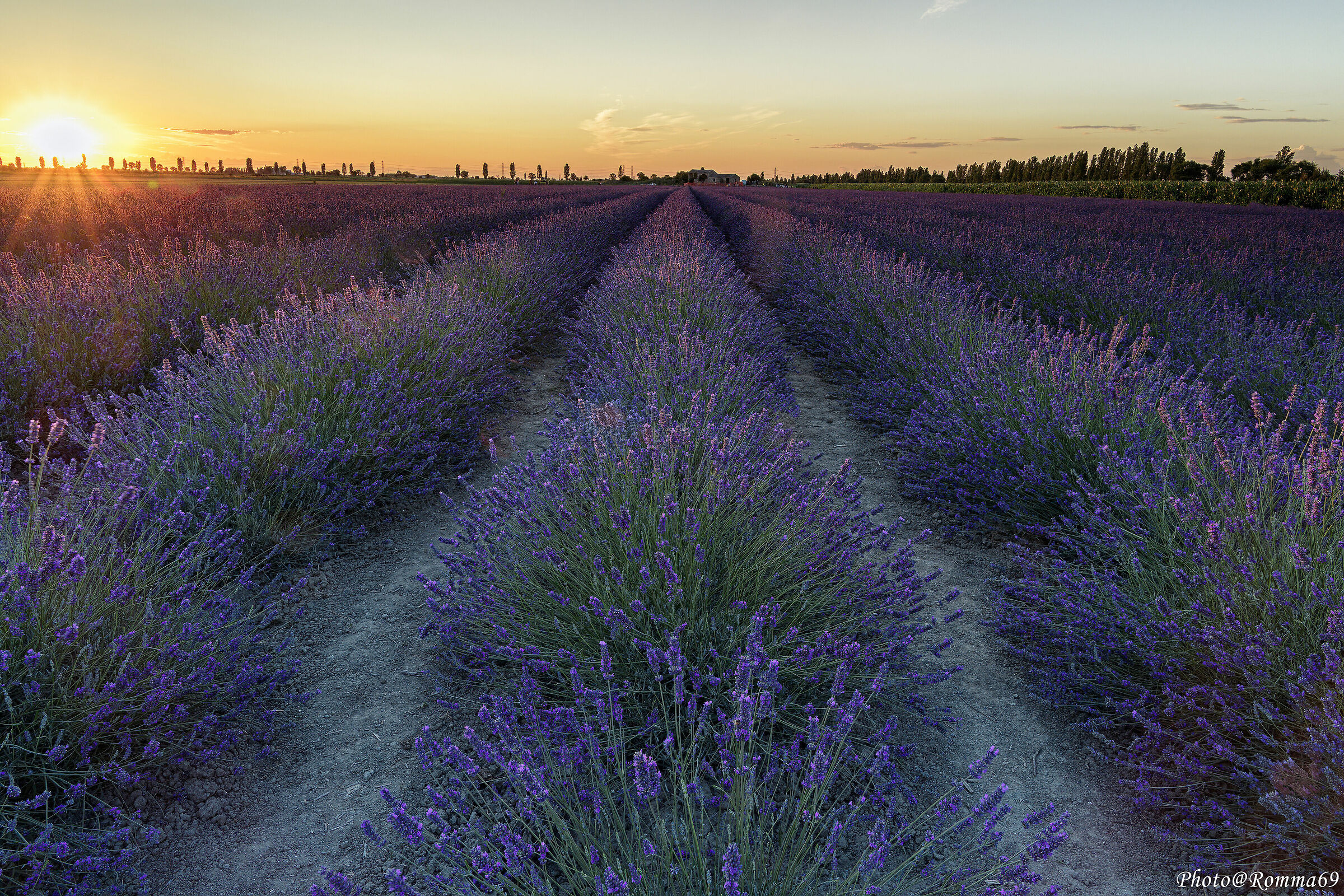 Lavanda al tramonto