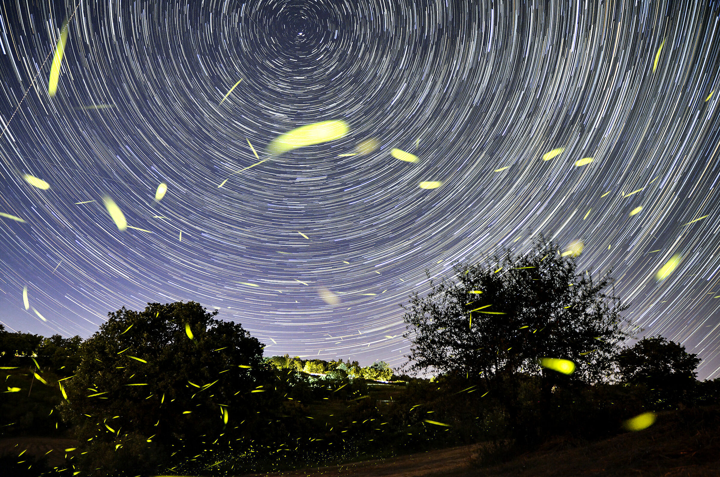 Startrail and Fireflies