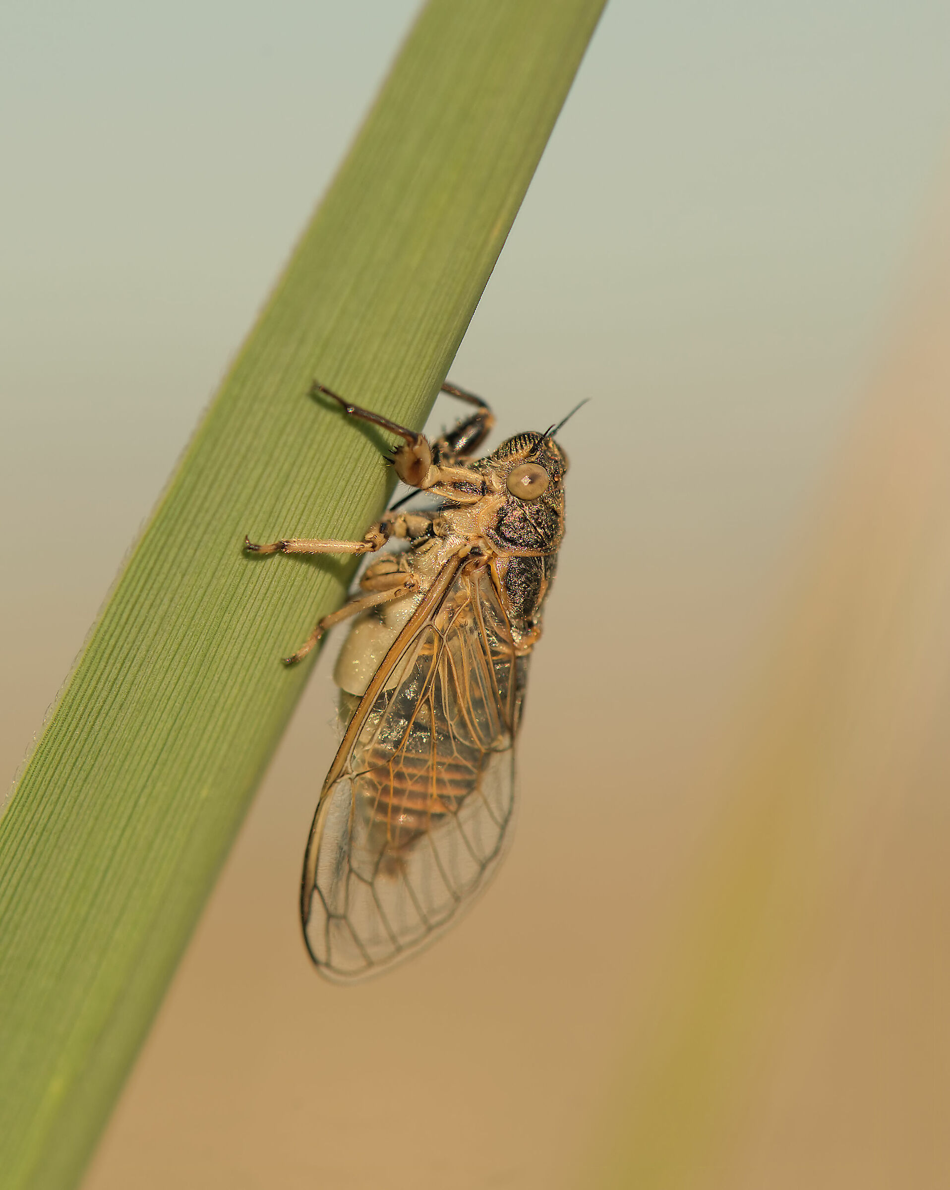 Cicada