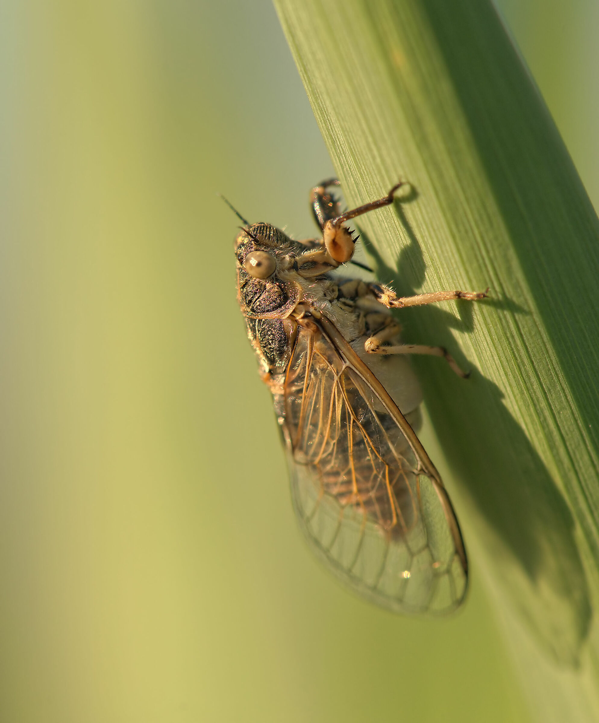 Cicada