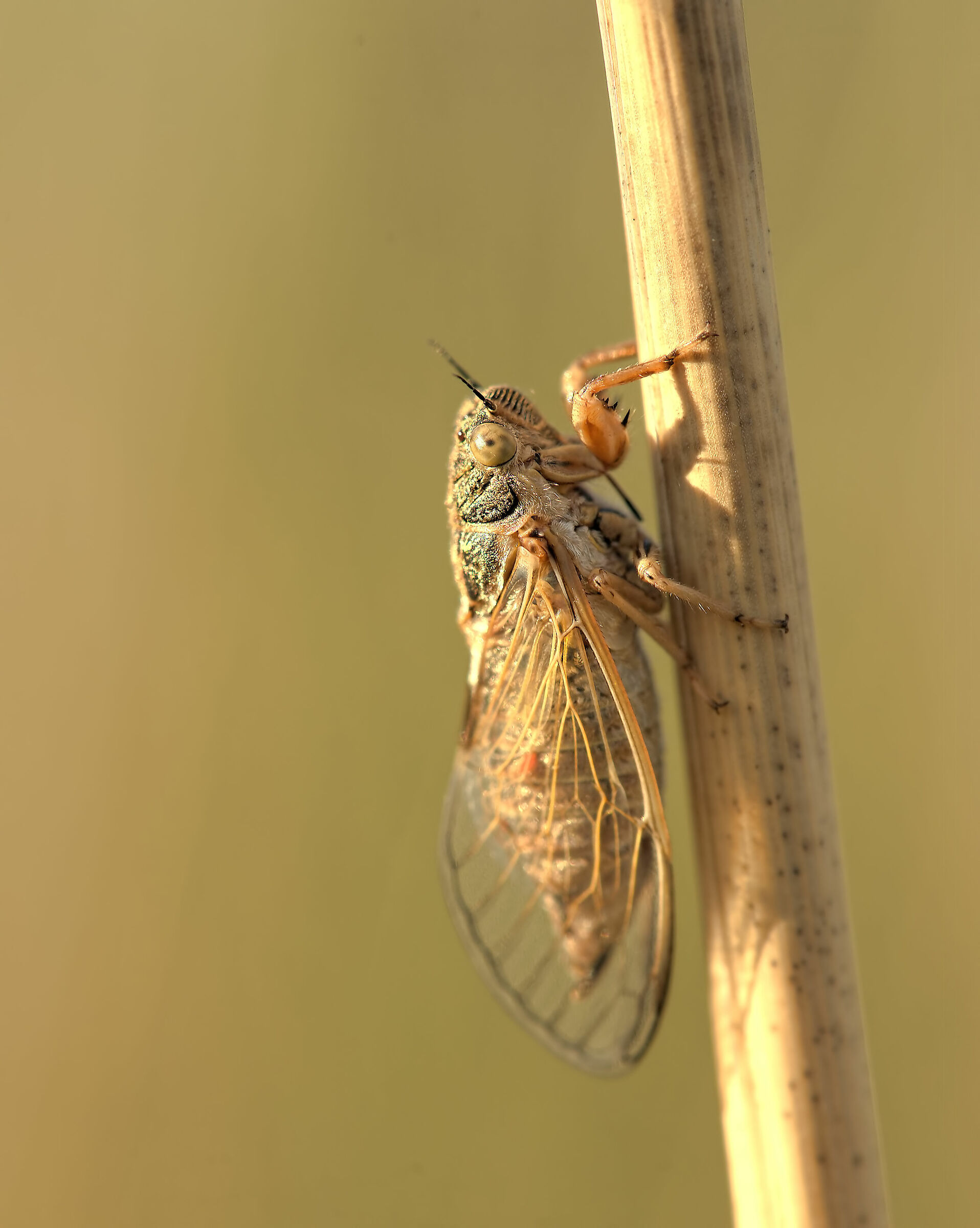 Cicada