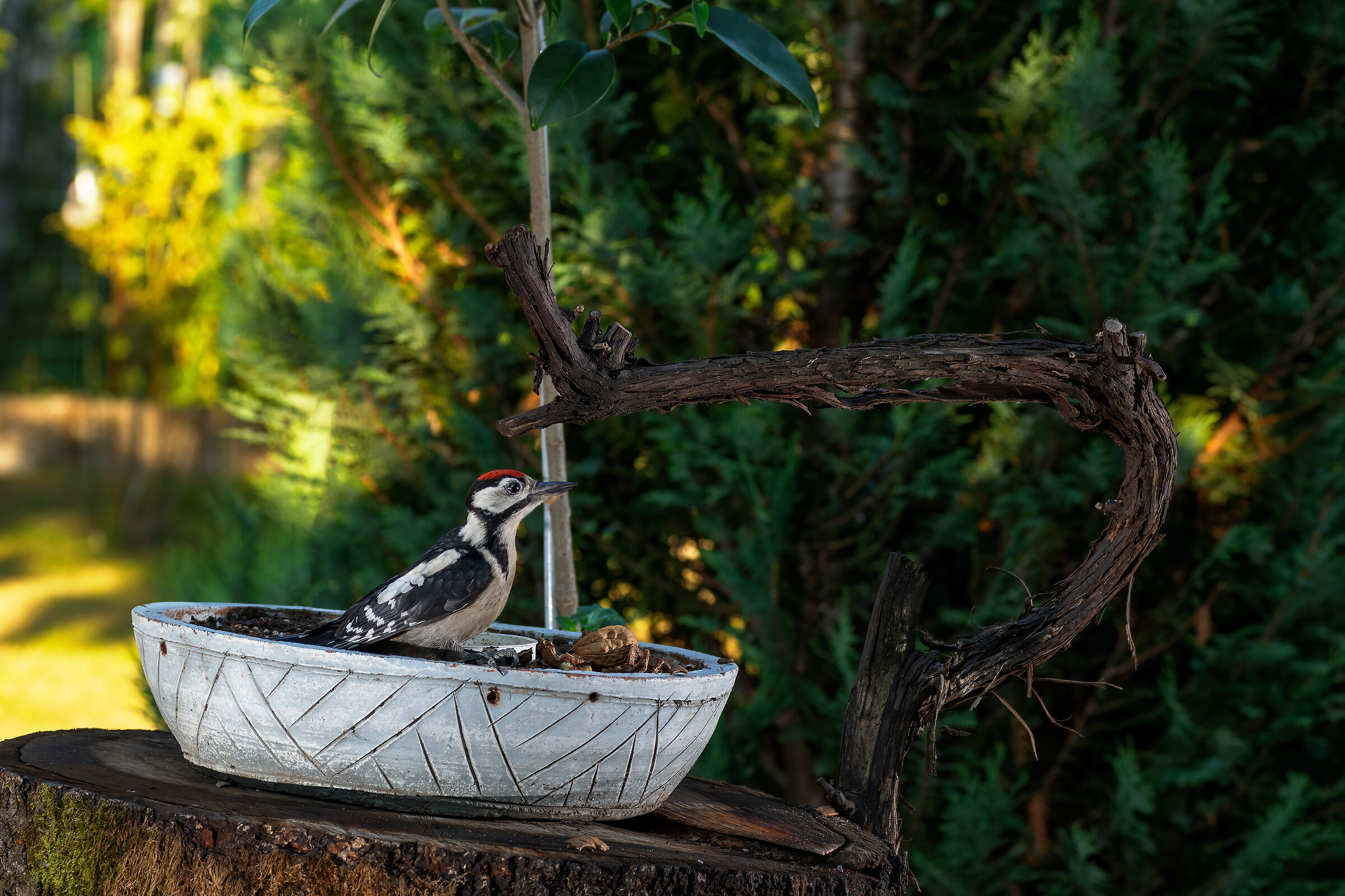 Picchio rosso maggiore