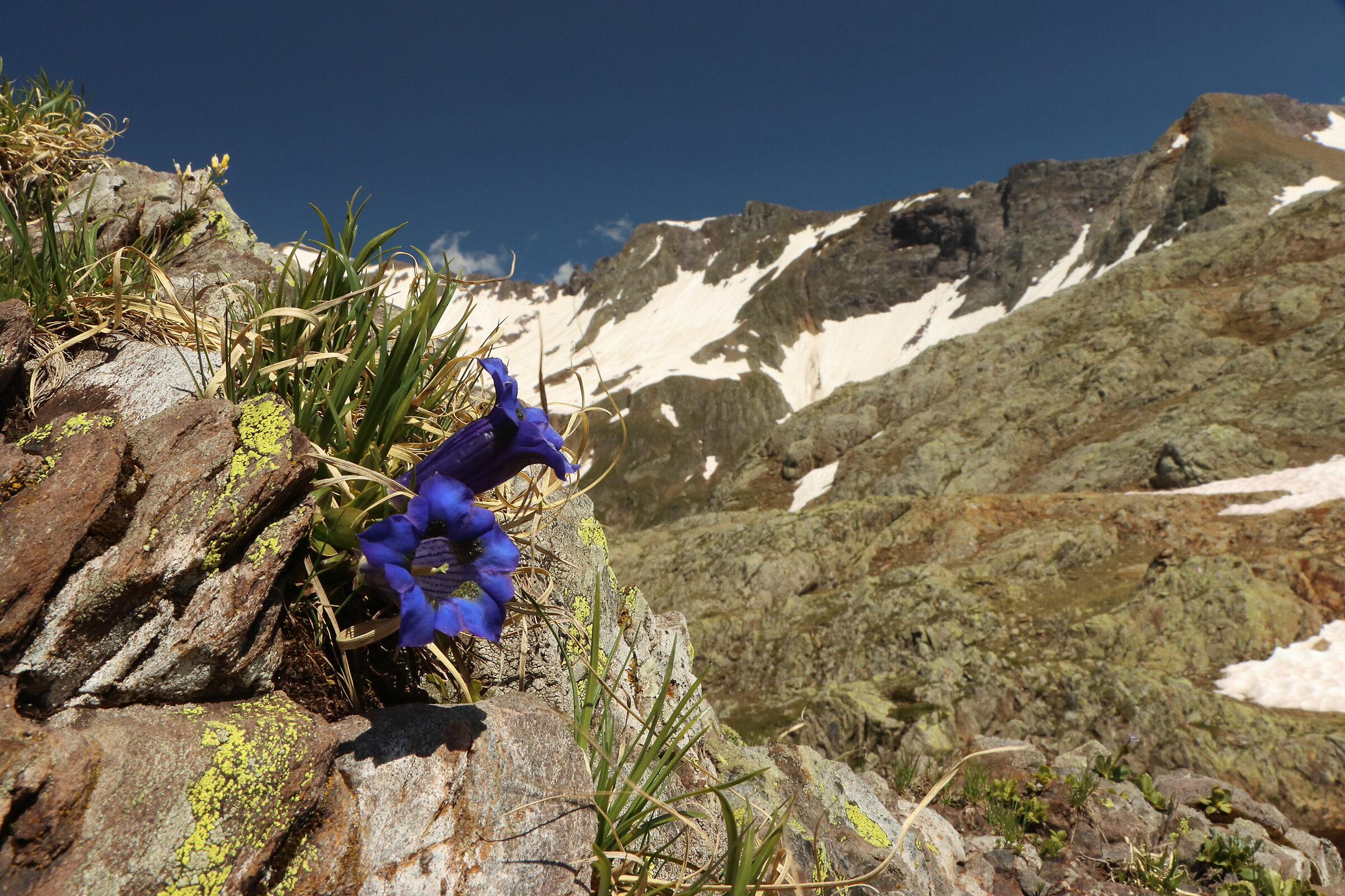 genziane di Cerviera