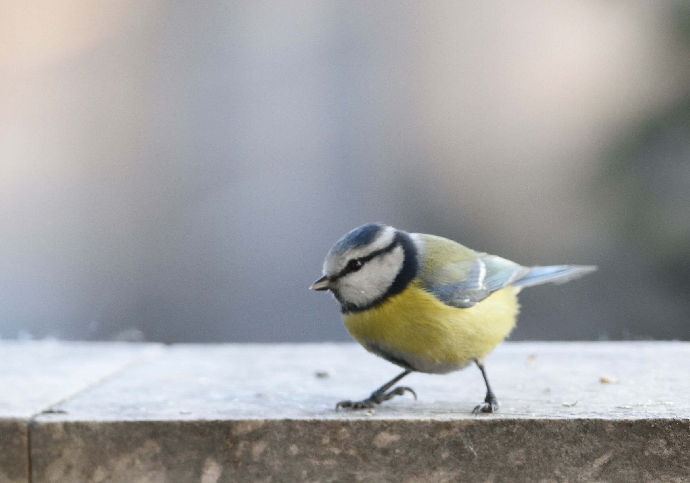 tipping on the windowsill 1