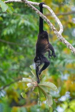 Alouatta palliata