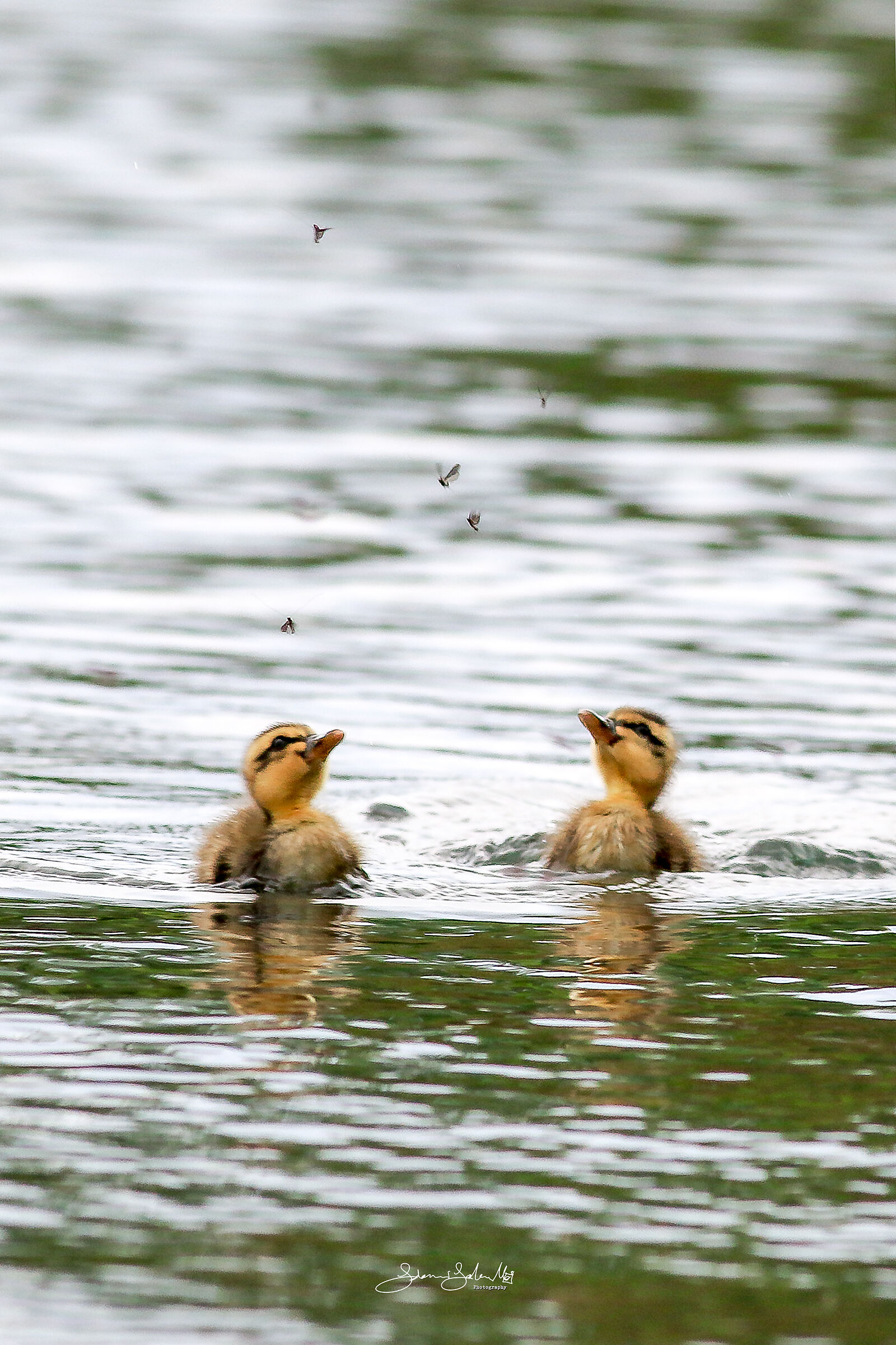 Curiosità (Anas platyrhynchos, L, 1758)