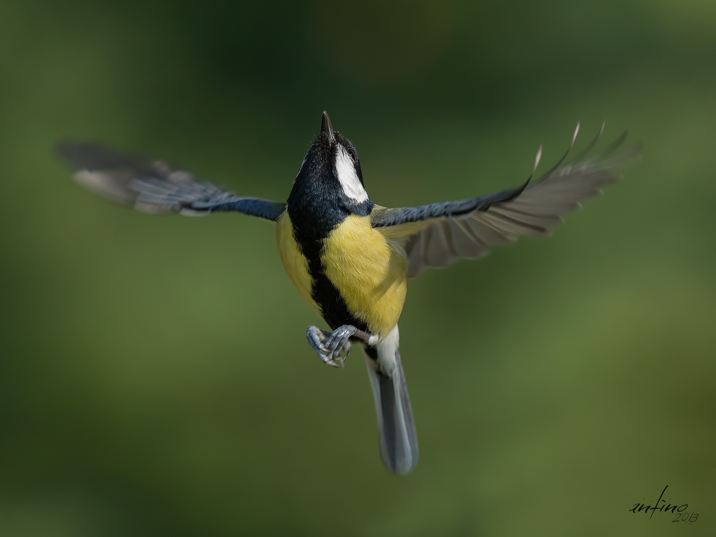 Cinciallegra in volo