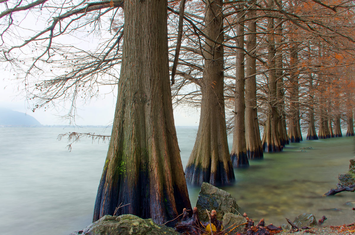 row of trees on the lake