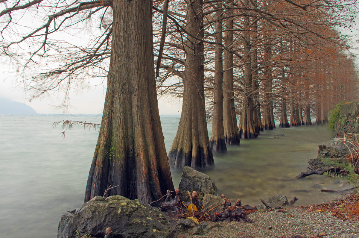 row of trees on the lake